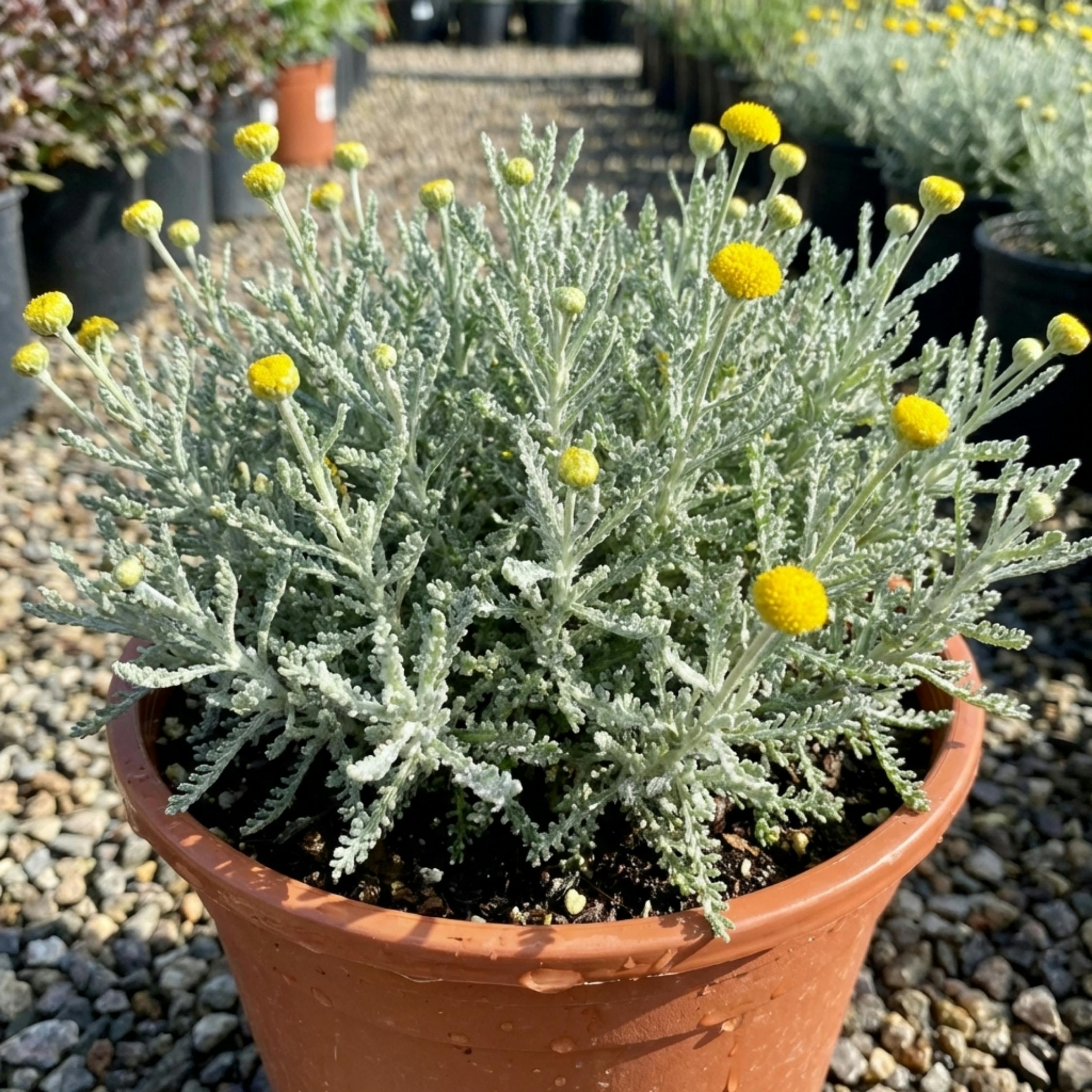 Lavender Santolina Cotton Hardy Evergreen Shrub Plant 2L Pot