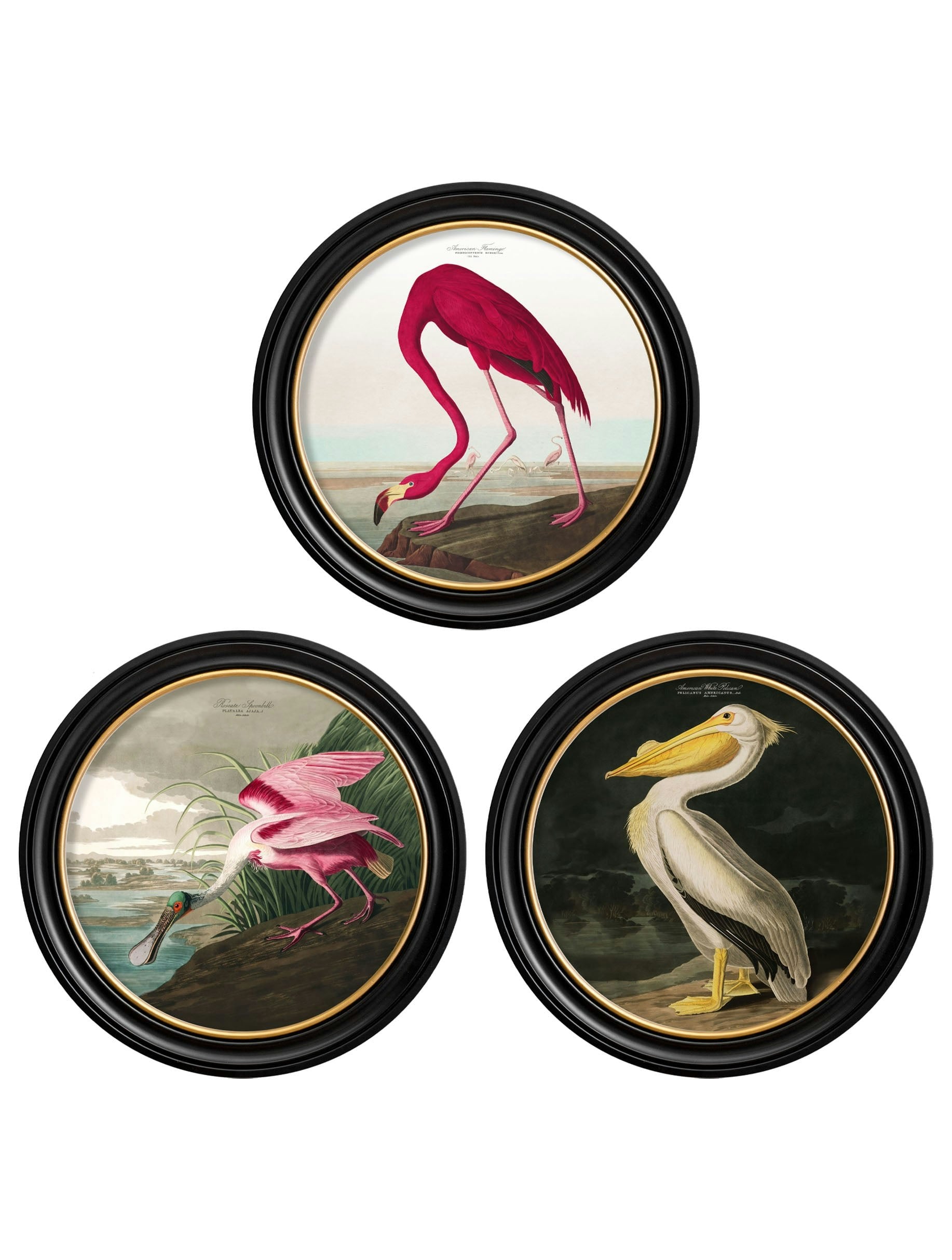 Rackhams Black C.1838 Audubon's Birds Of America In Round Frames - 44 X 44Cm - Collection Of 3
