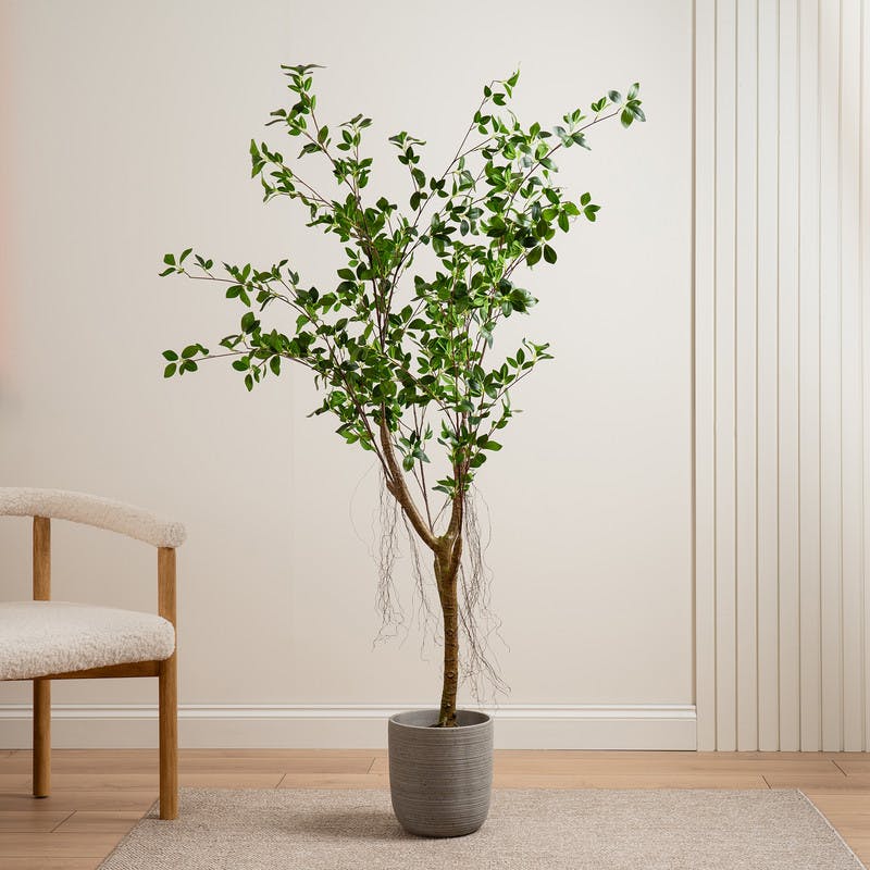 Scottish Everlastings Green/Black 150Cm Real Touch Mini Ficus Tree