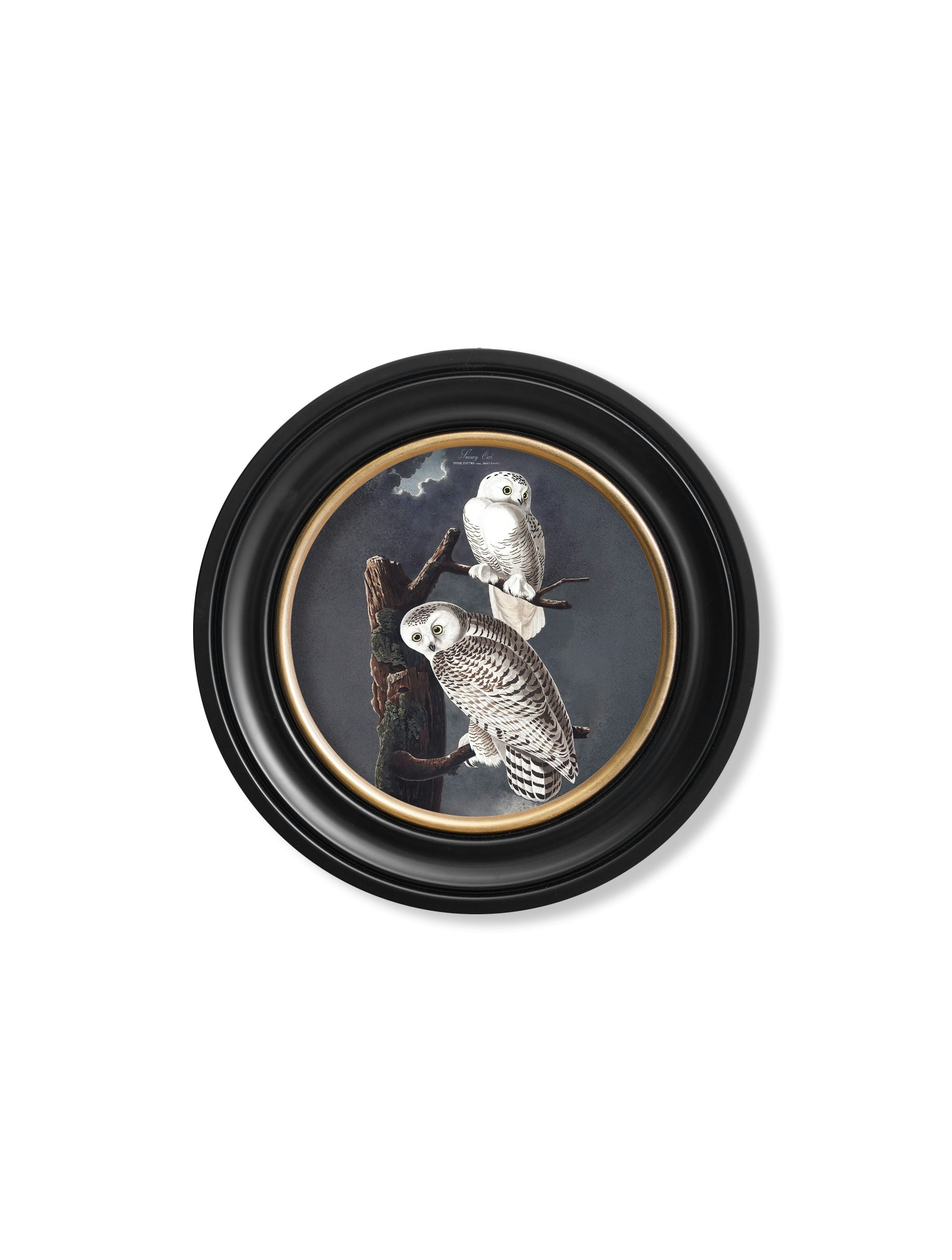 Rackhams Black C.1838 Audubon's Owls - Round Frame - 44 X 44 Cm - Snowy Owl