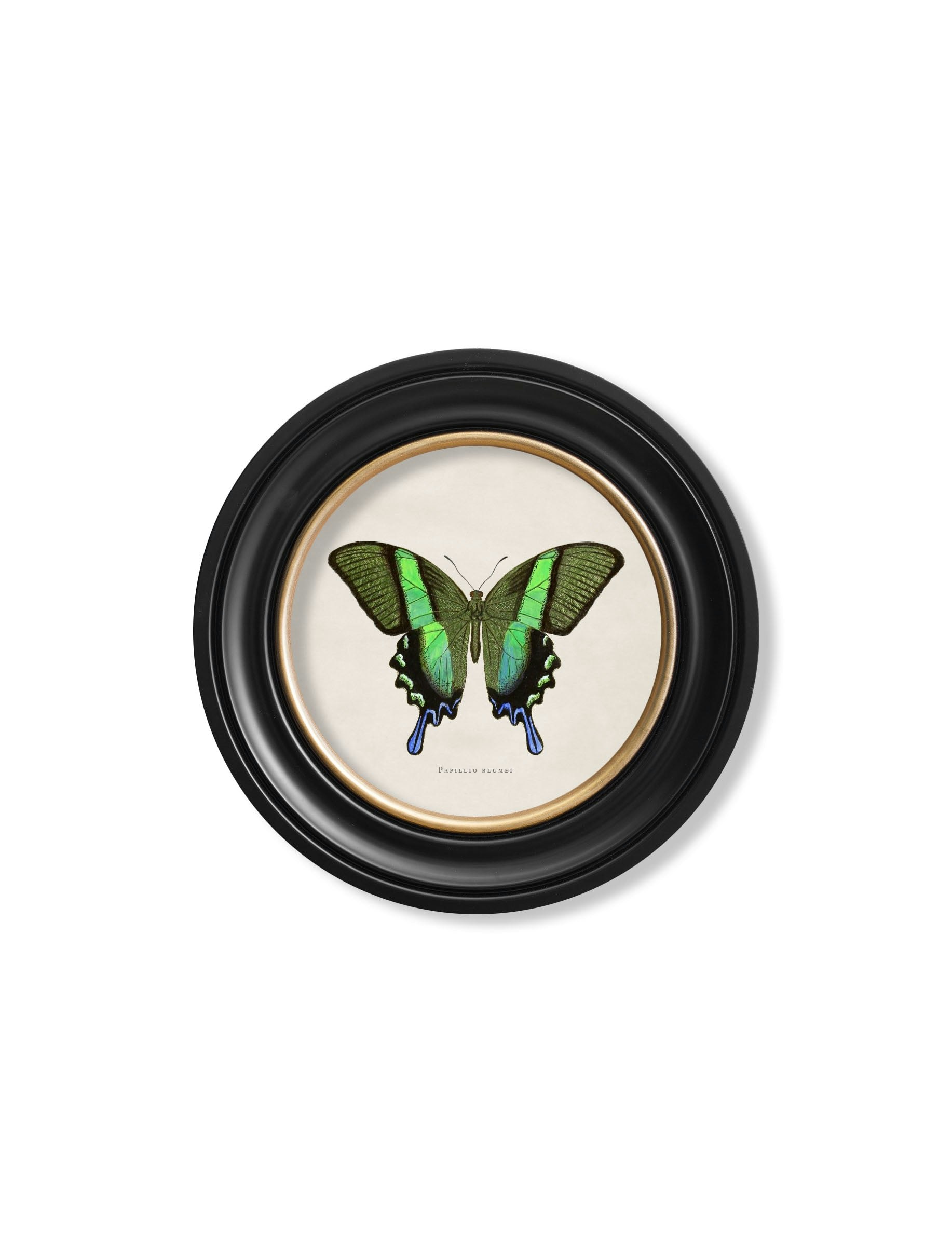 Rackhams Black/Green C.1835 Tropical Butterflies - Round Frames - 44 X 44Cm - Butterfly