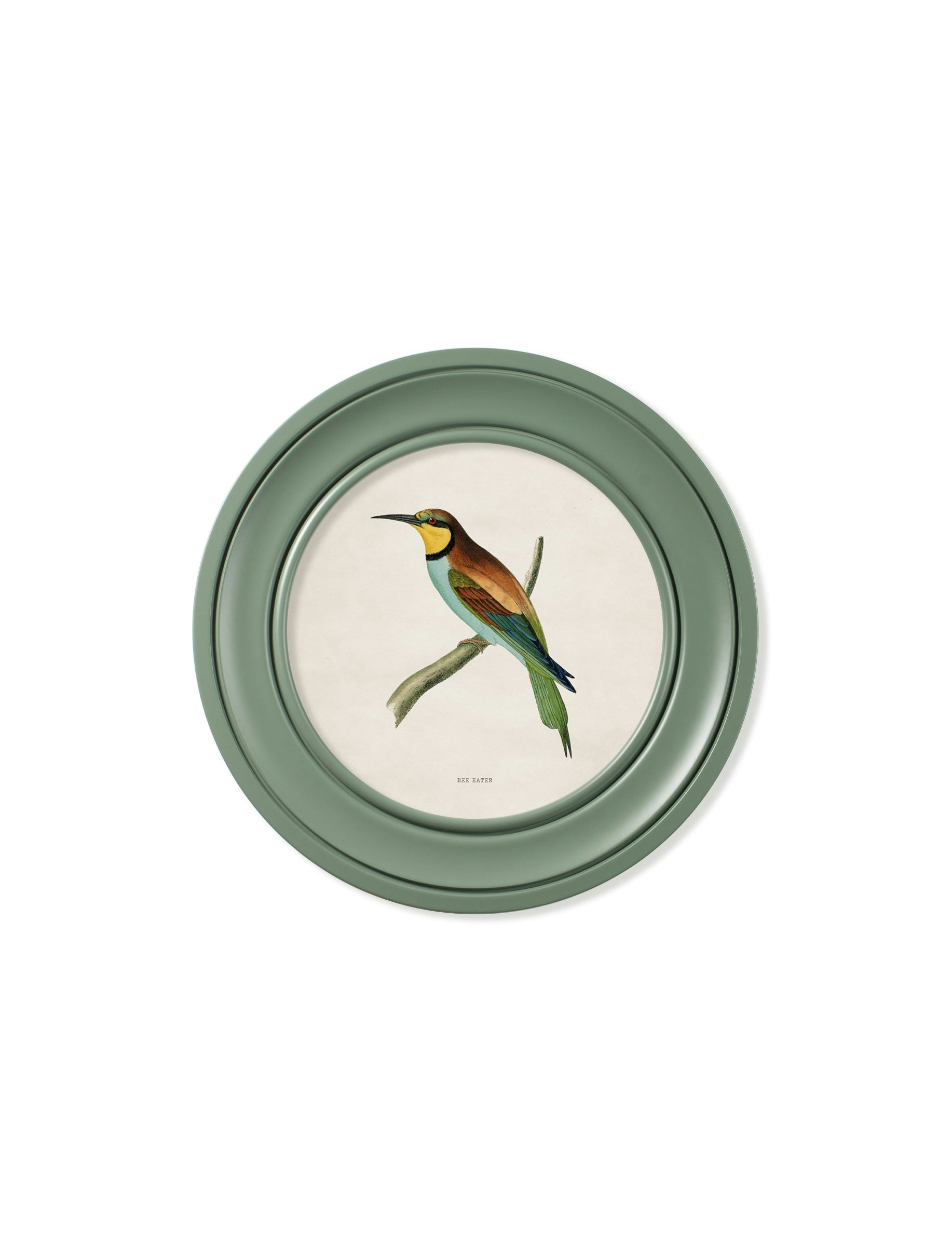 Exceptional Art Green C.1870 Kingfisher And Bee Eater - Round Frame - 44 X 44Cm - Bee Eater