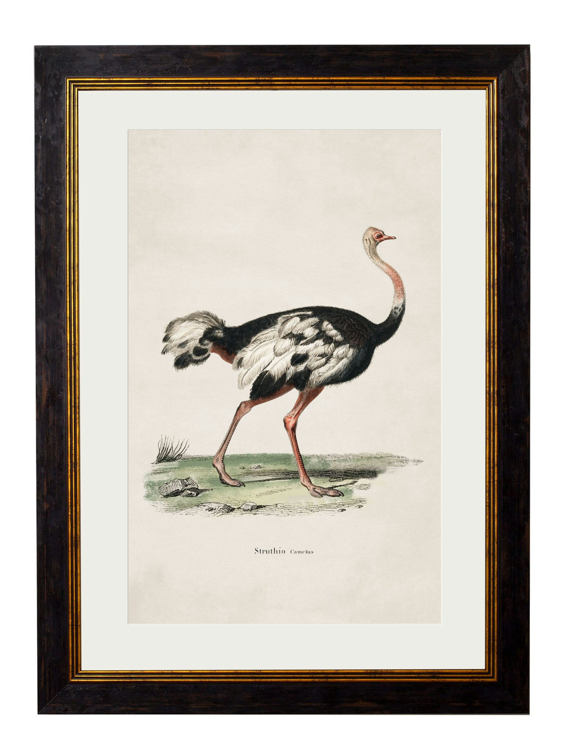 Exceptional Art C.1846 Ostrich - 38 X 50Cm - Oxford Slim - Ostrich