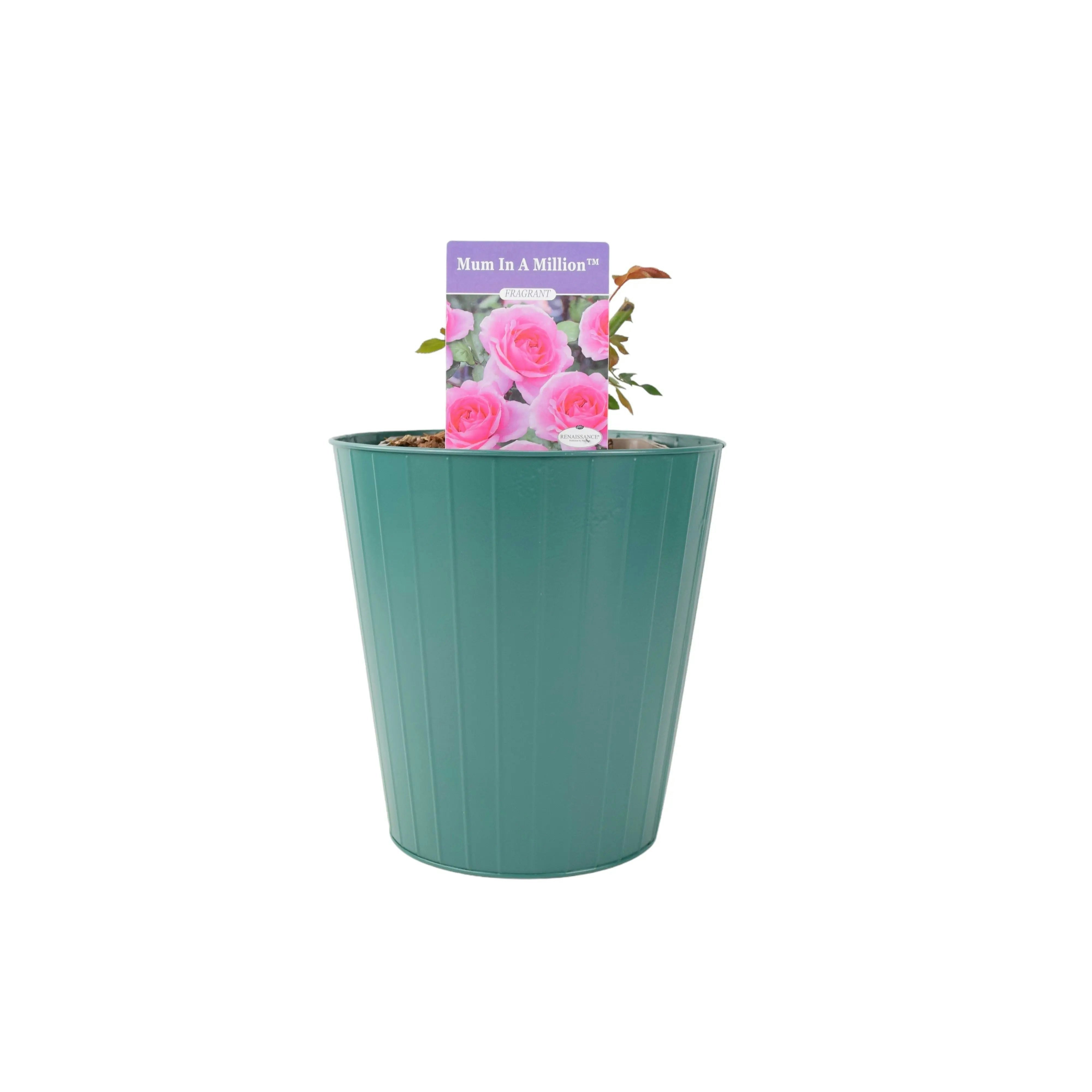 Plants By Post Pink Mum In A Million Rose Bush – Fragrant Shrub Rose In Pot - Metal Teal Vertical Line