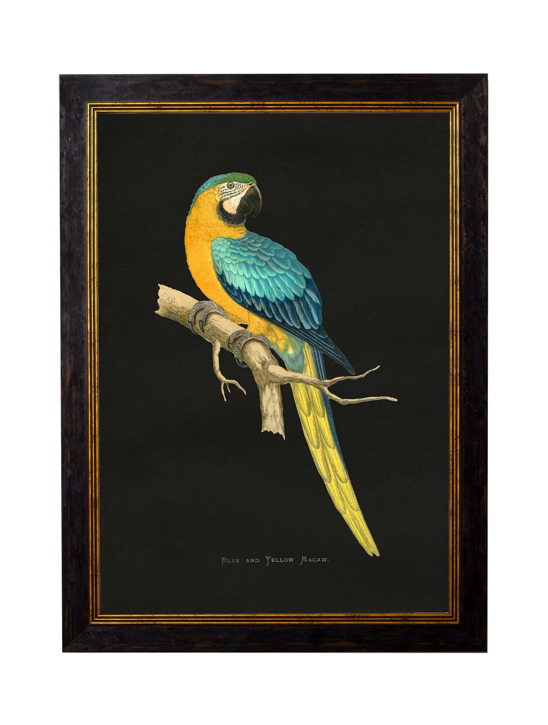 Rackhams Dark/Black/Blue C.1884 Macaws - Background - 38 X 50Cm - And Yellow Macaw