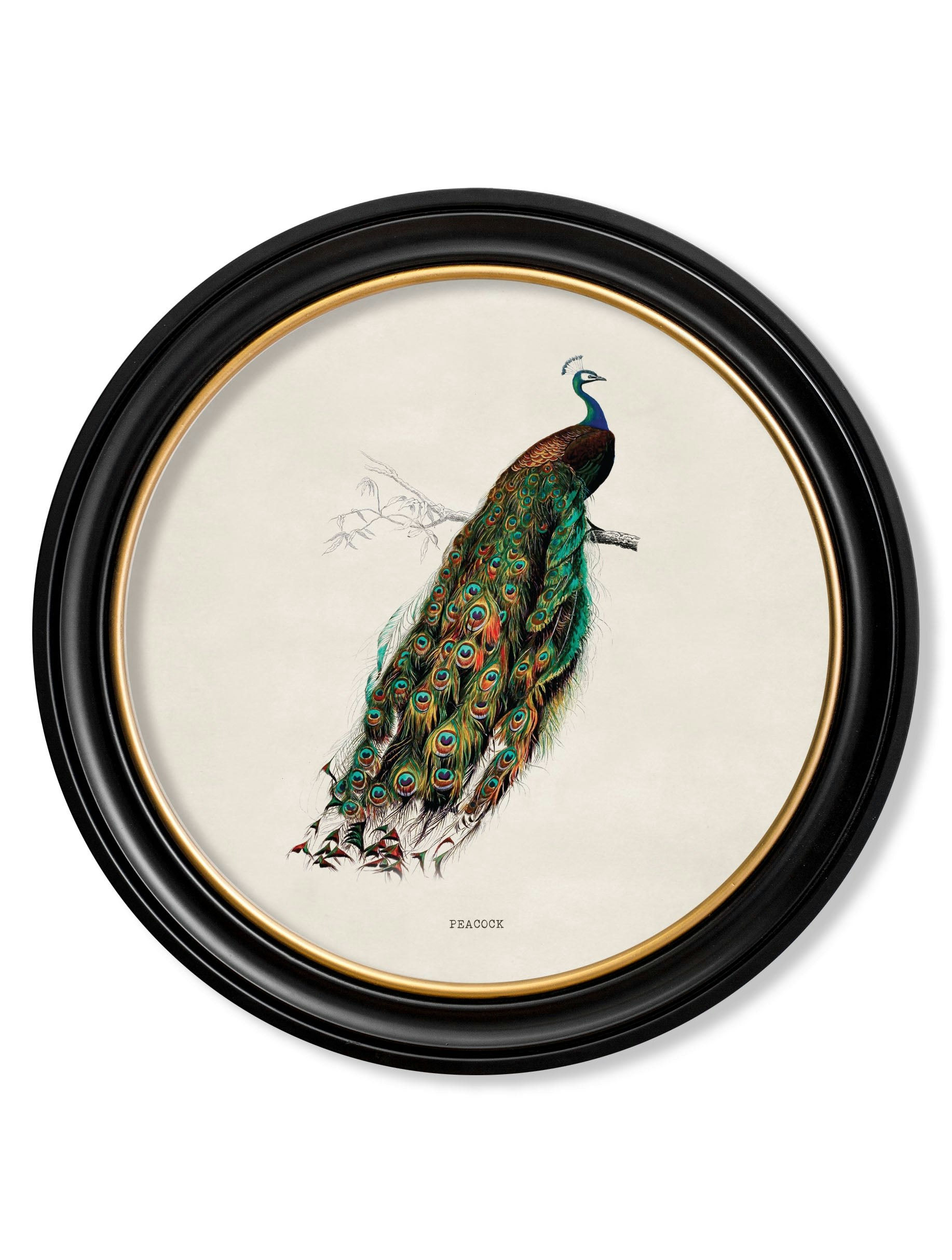 Rackhams C.1847 Peacock In Round Frame - 70 X 70Cm - Oxford Round