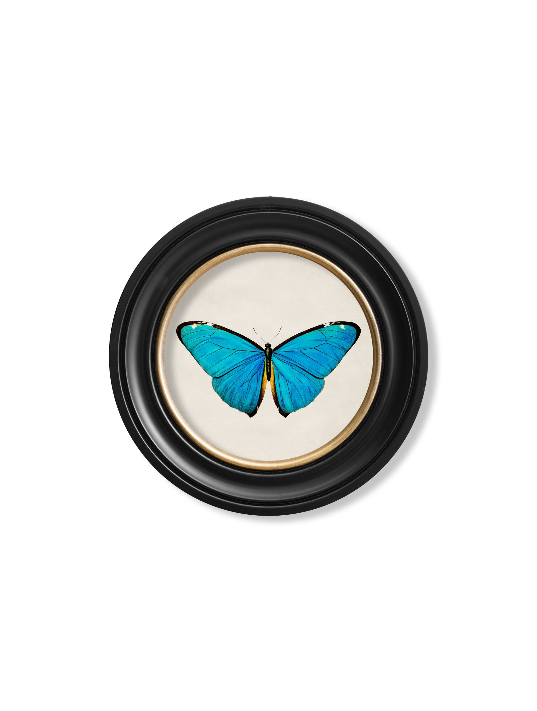 Rackhams Black/Blue C.1836 Tropical Butterflies - Round Frames - 44 X 44Cm - Morpho Butterfly