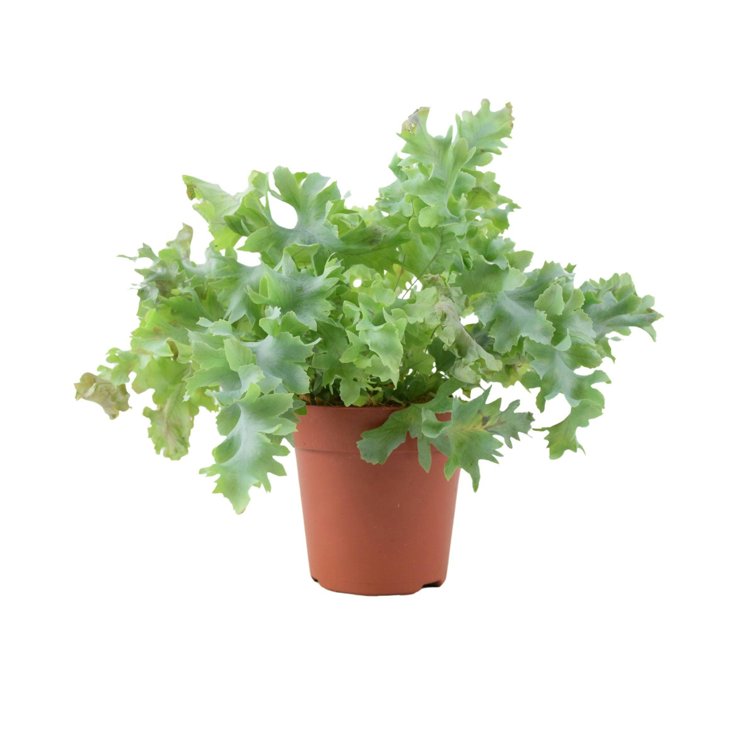 Blue Phlebodium Davana - Ruffled Star Fern Indoor Plant - No Container