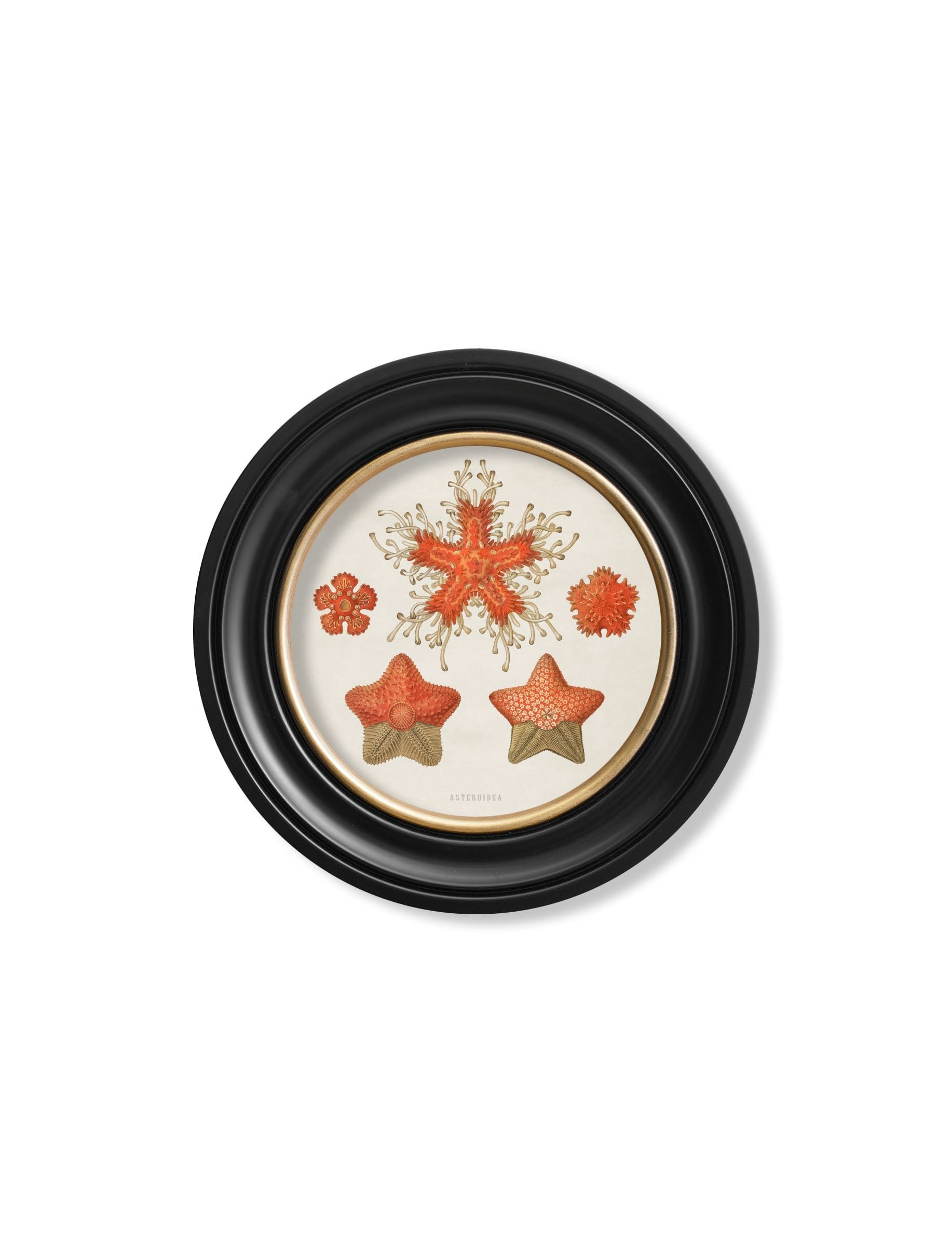 Rackhams Black C.1904 Haeckel Sealife - Round Frames - 44 X 44 Cm - Starfish