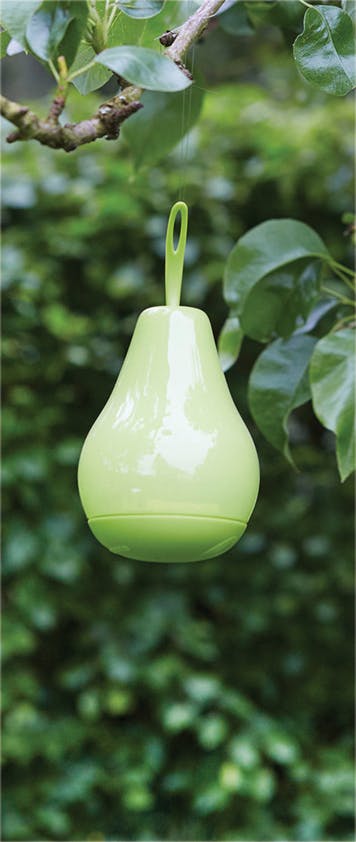 Rackhams Light Solar Pear