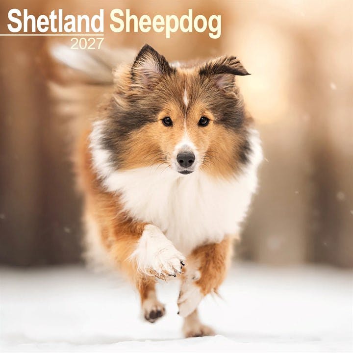 Shetland Sheepdog - Image 6
