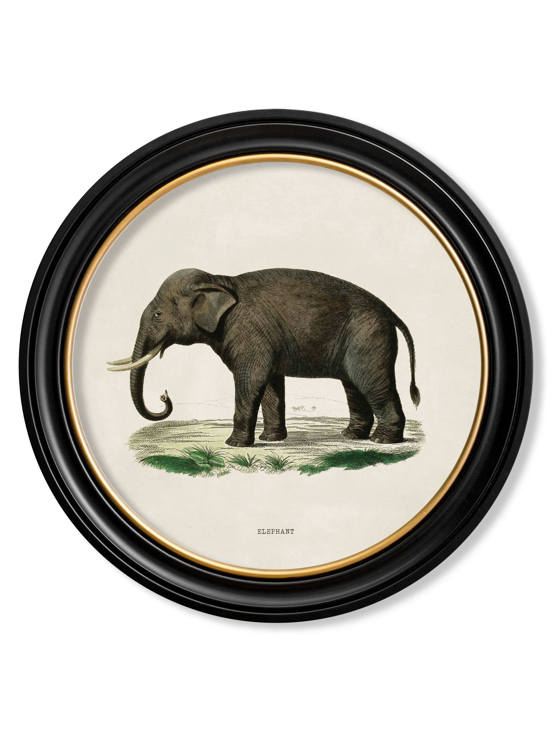 Rackhams Black C.1846 Elephants In Round Frame - 70 X 70Cm - Left Facing Elephant