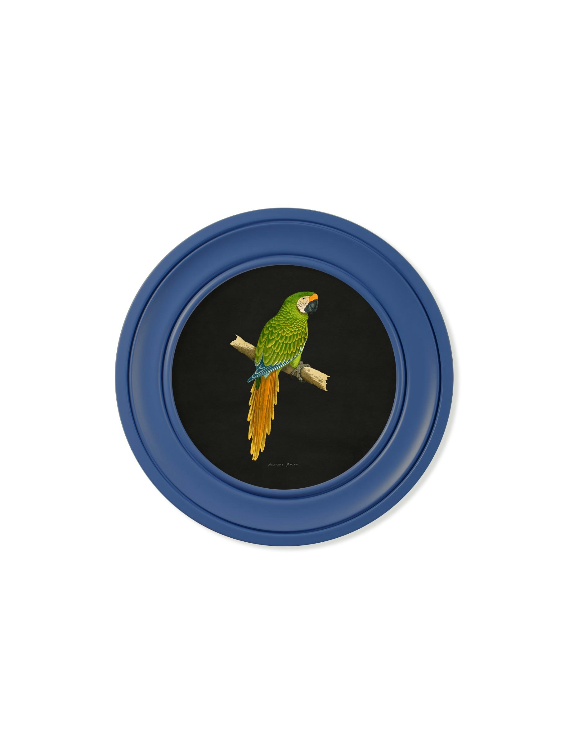 Rackhams Blue C.1884 Collection Of Macaws In Round Frames - 44 X 44Cm - Military Macaw