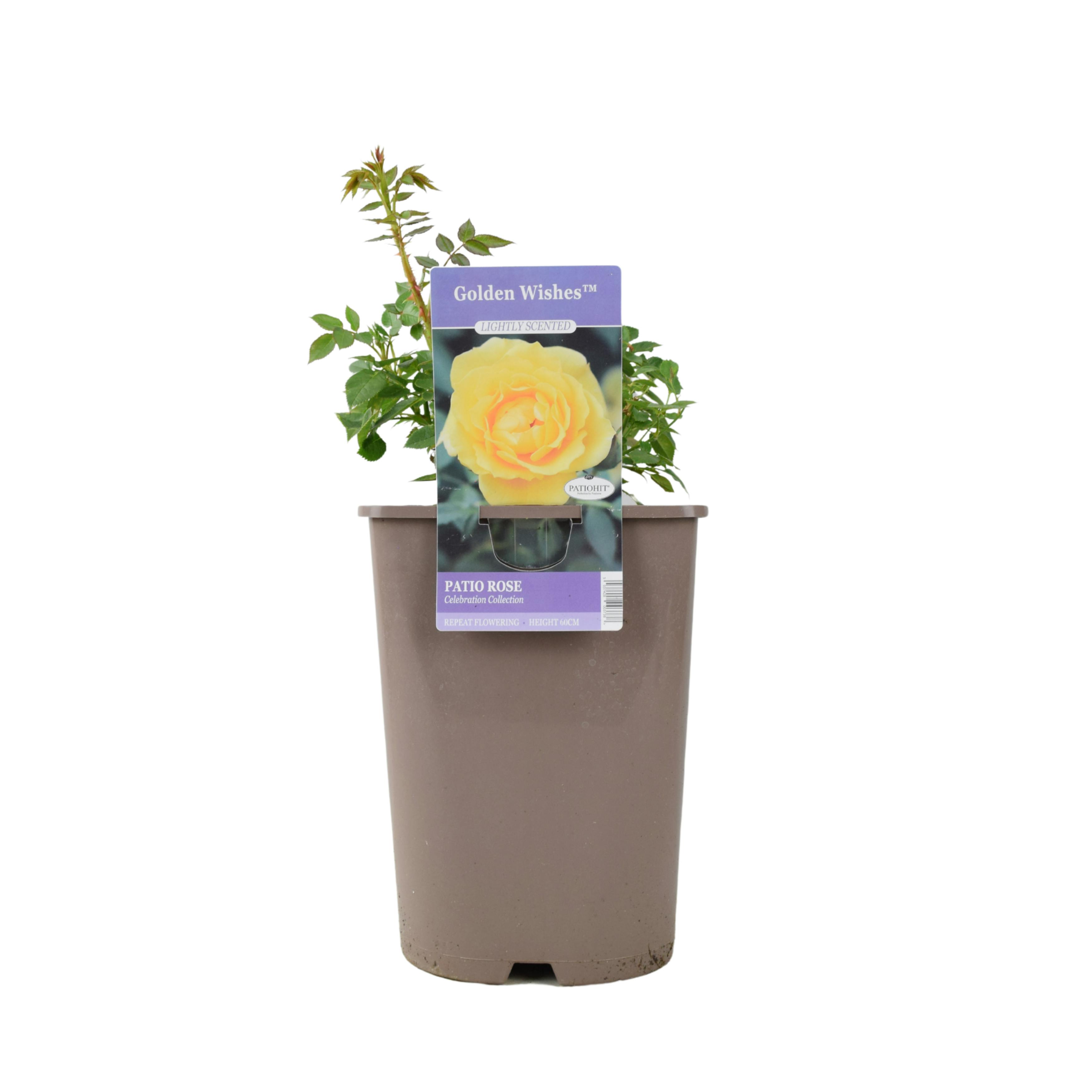 Golden/Yellow Wishes Rose (Patio) – 5.5L Pot – With Sunny Blooms - No Container