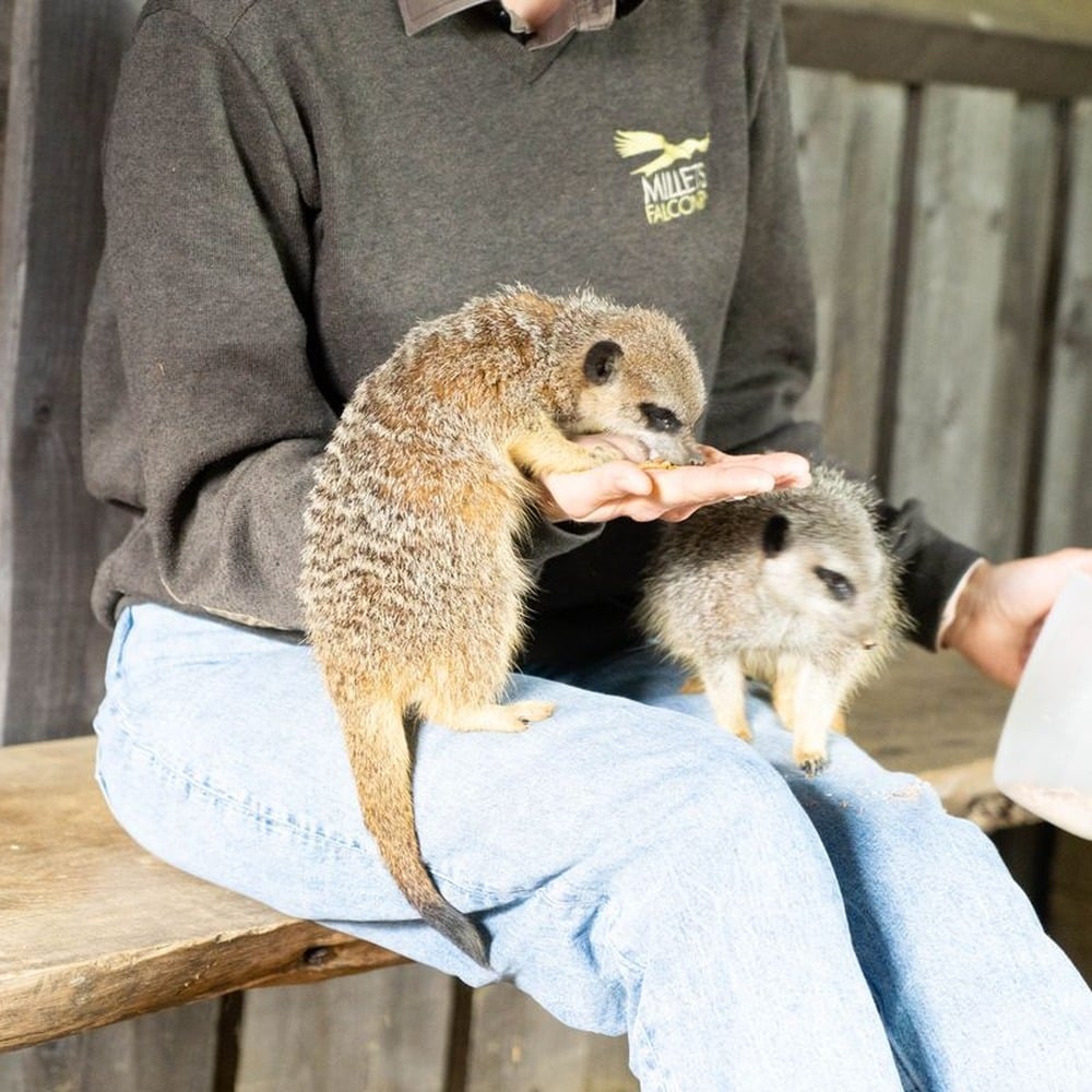 Virgin Experience Days Meet And Feed The Meerkats For Two At Millets Falconry Centre