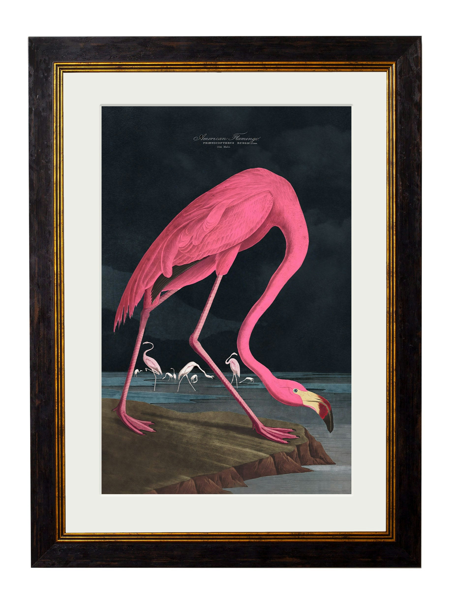 Rackhams Dark/Black C.1838 Audubon's Flamingo - 50 X 70Cm - With Mount
