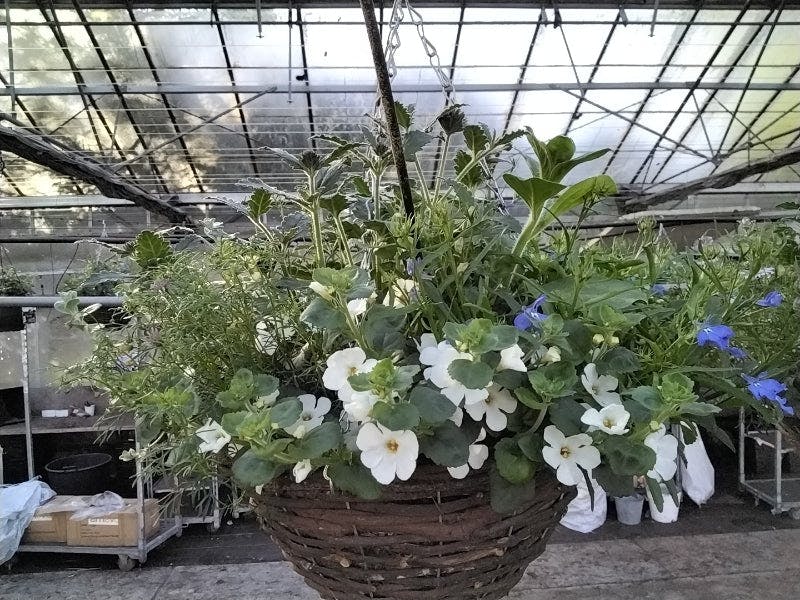 Dark Seasonal 30Cm Wicker Hanging Basket – Pre-Planted Outdoor Flower Display - Cool Mix