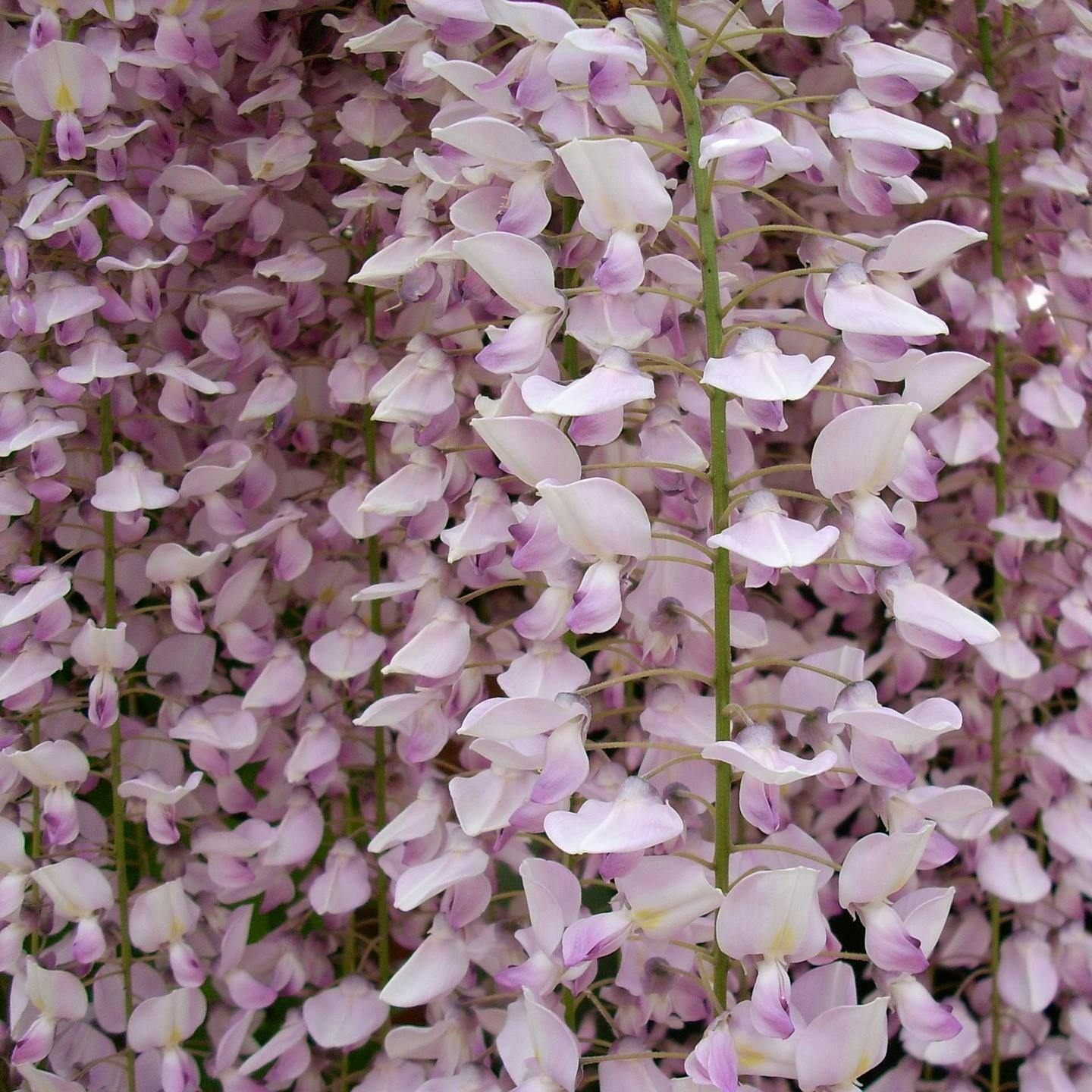 Direct Plants Wisteria/Pink Sinensis Climbing Plant Grafted 3-4Ft Tall Large Supplied In A 3 Litre Pot - Living Plants - Climbing Plant