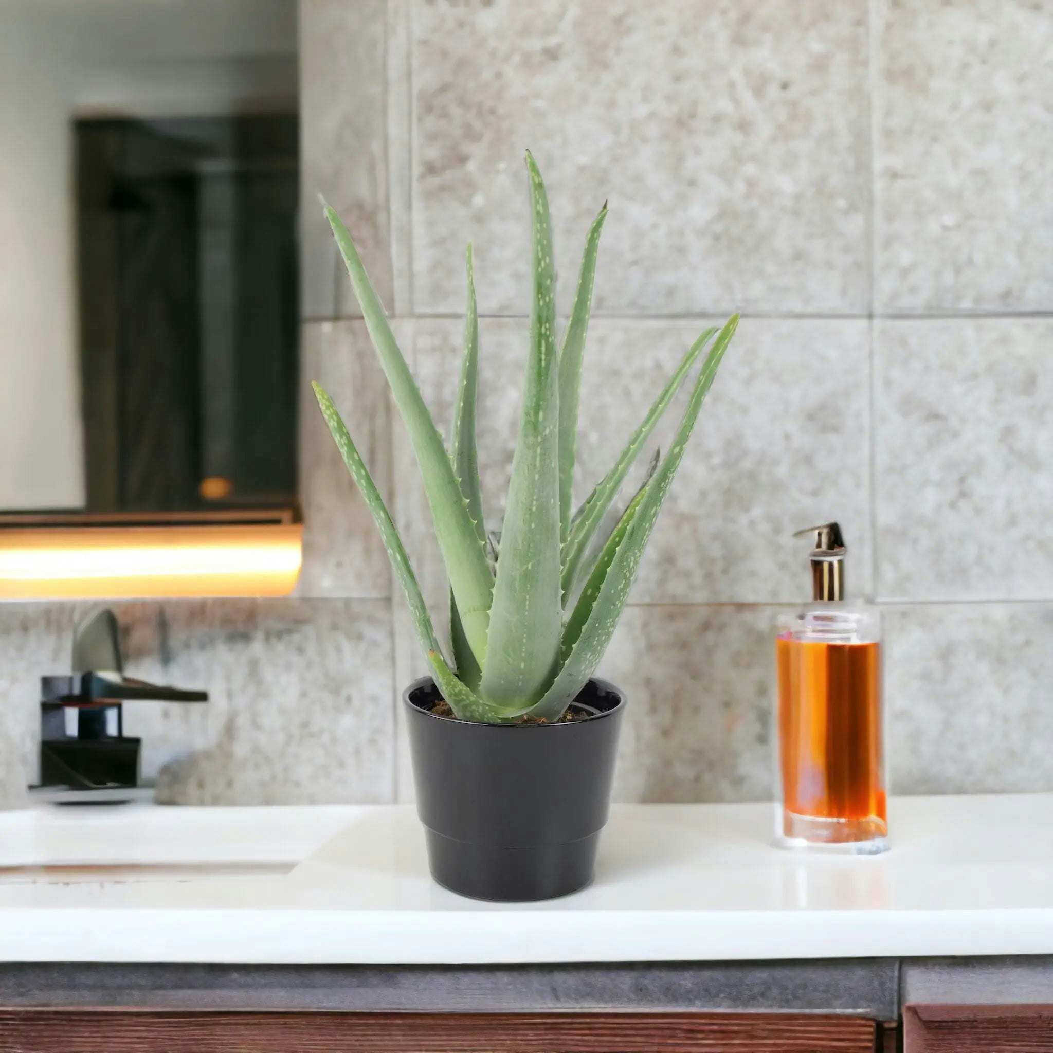Plants By Post Black Aloe Vera Plant 12Cm Pot For Indoors - Medicinal Houseplant - Ceramic