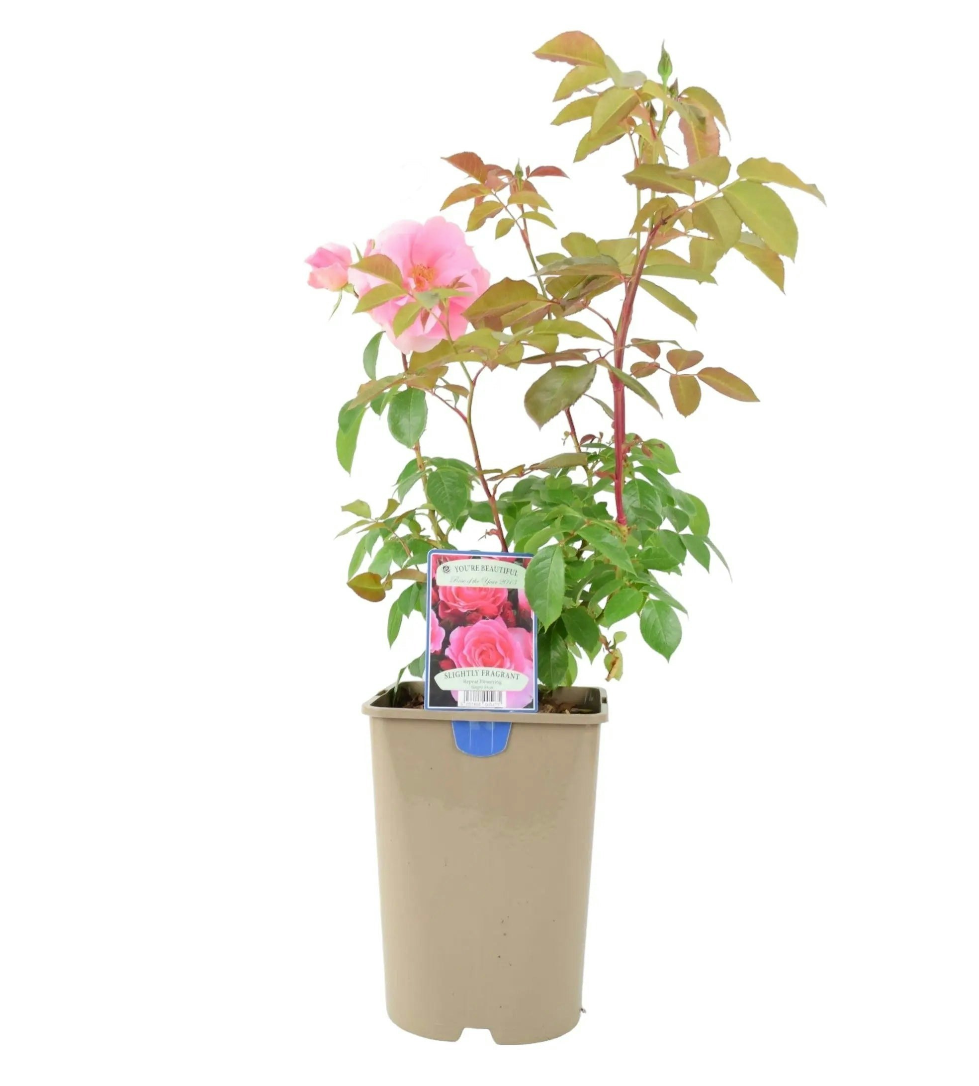 Plants By Post Pink You're Beautiful Rose 5.5L Pot - Fragrant Floribunda Rose - No Container