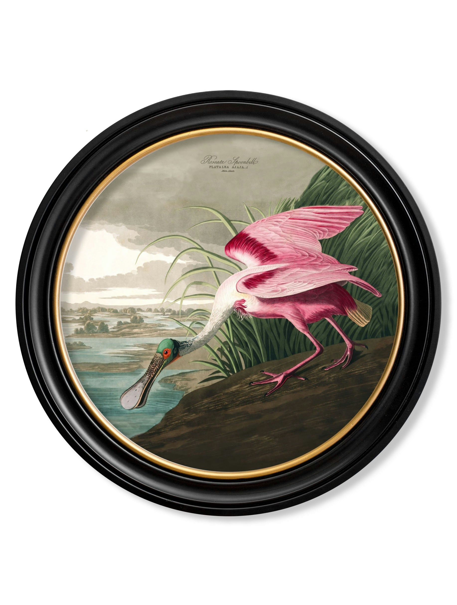 Rackhams Black C.1838 Audubon's Birds Of America In Round Frames - 44 X 44Cm - Roseate Spoonbill