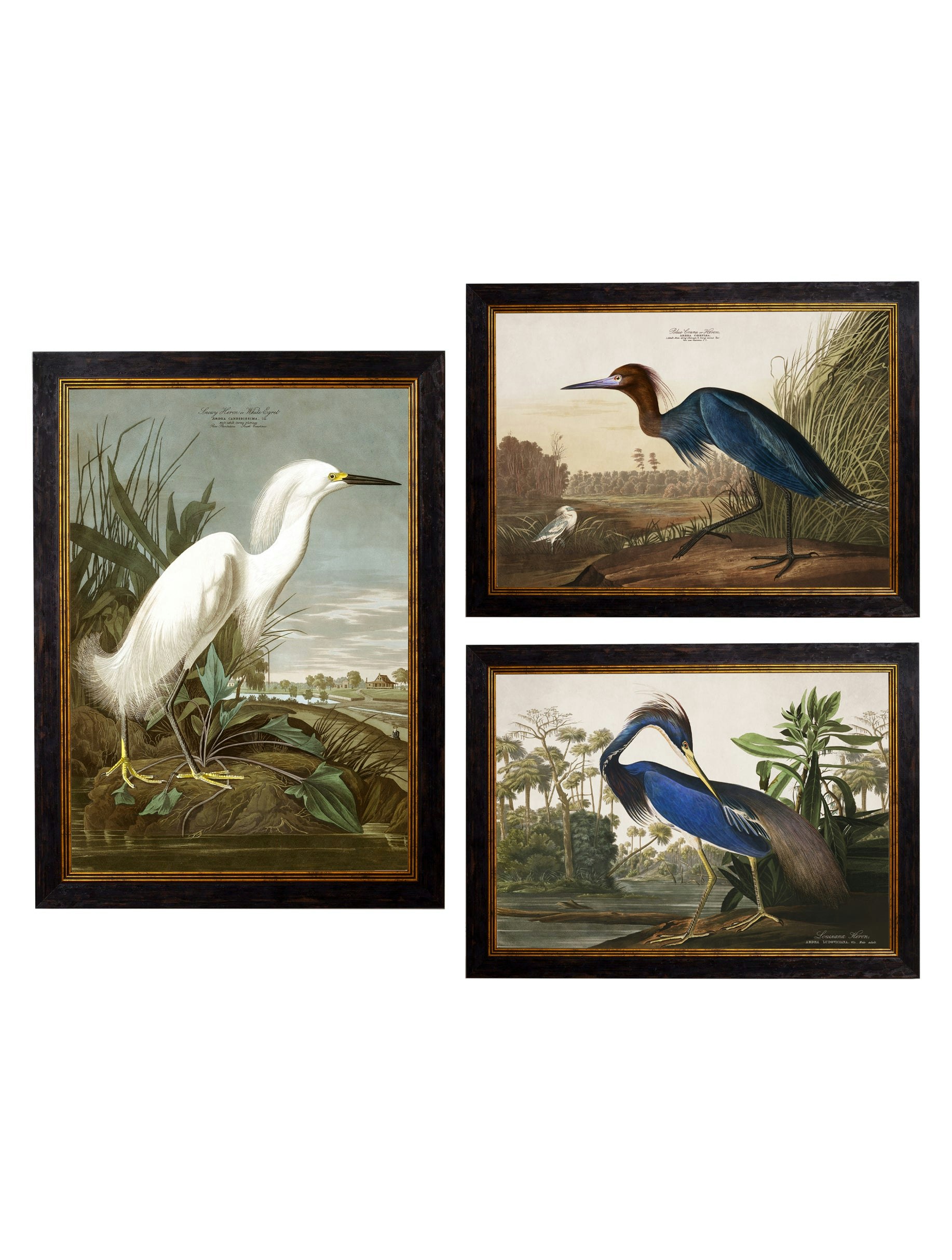 Exceptional Art C.1838 Audubon's Herons - 95 X 135Cm - Mount - Collection Of 3