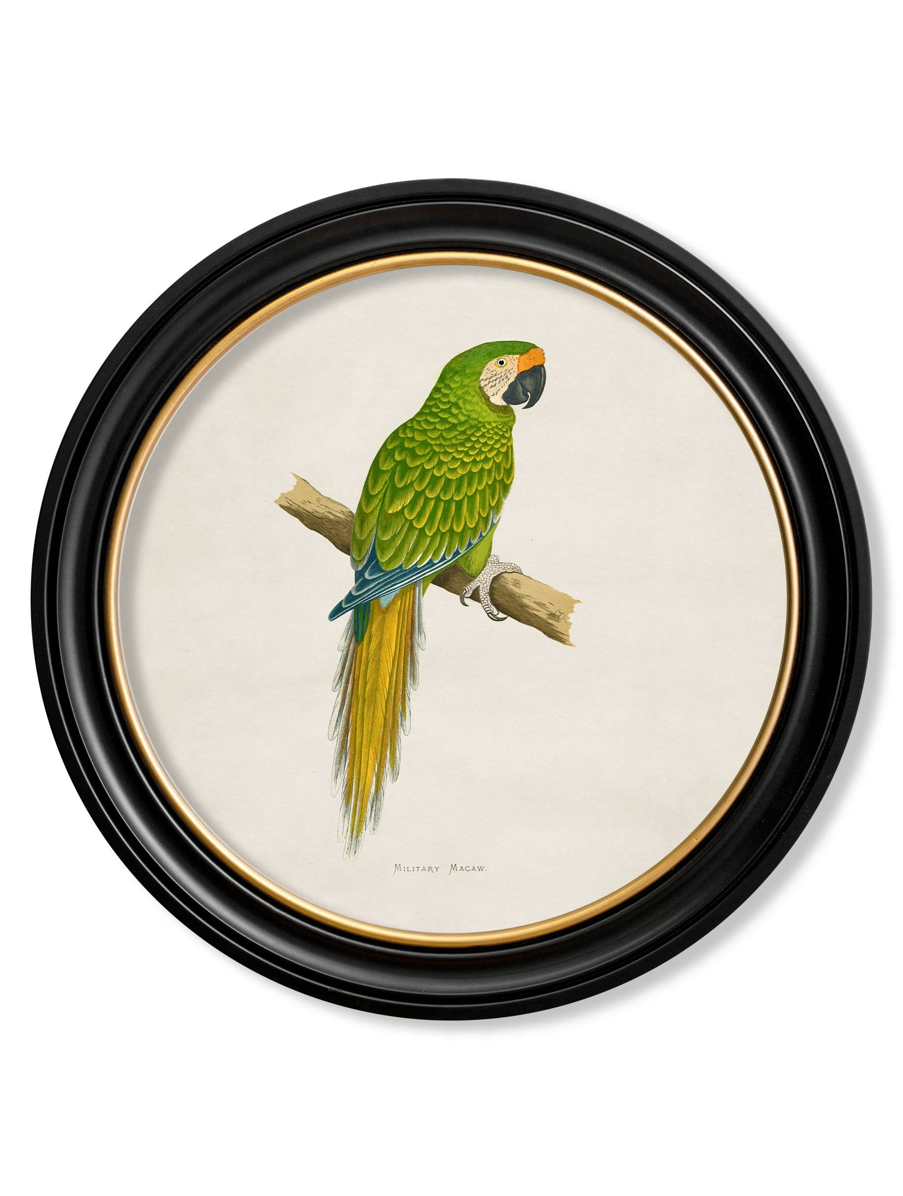Rackhams Black C.1884 Collection Of Macaws In Round Frames - 70 X 70Cm - Military Macaw