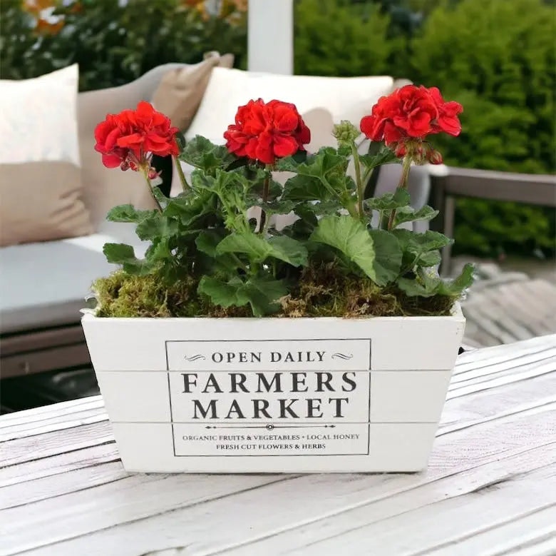 Plants By Post Red Geranium In Farmers Market Trough - Vibrant Ready-Planted Patio Display