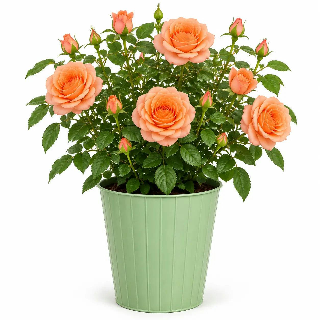 Plants By Post 3L You're Beautiful Light Pink Rose Bush F - You-Beautiful-3L-Rose - Image 2