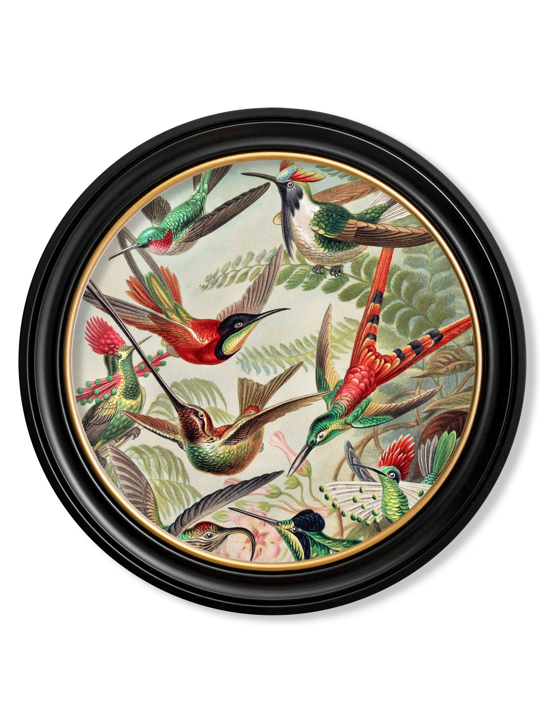 Rackhams Black C.1904 Haeckel Flora And Fauna - Round Frames - 70 X 70Cm - Hummingbirds