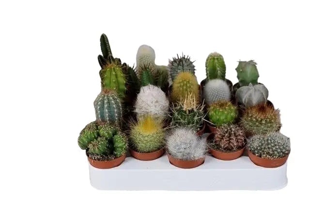 Plants By Post Light 10 X Mixed Cactus Plants In 5.5Cm Pots – Easy-Care Indoor Succulents