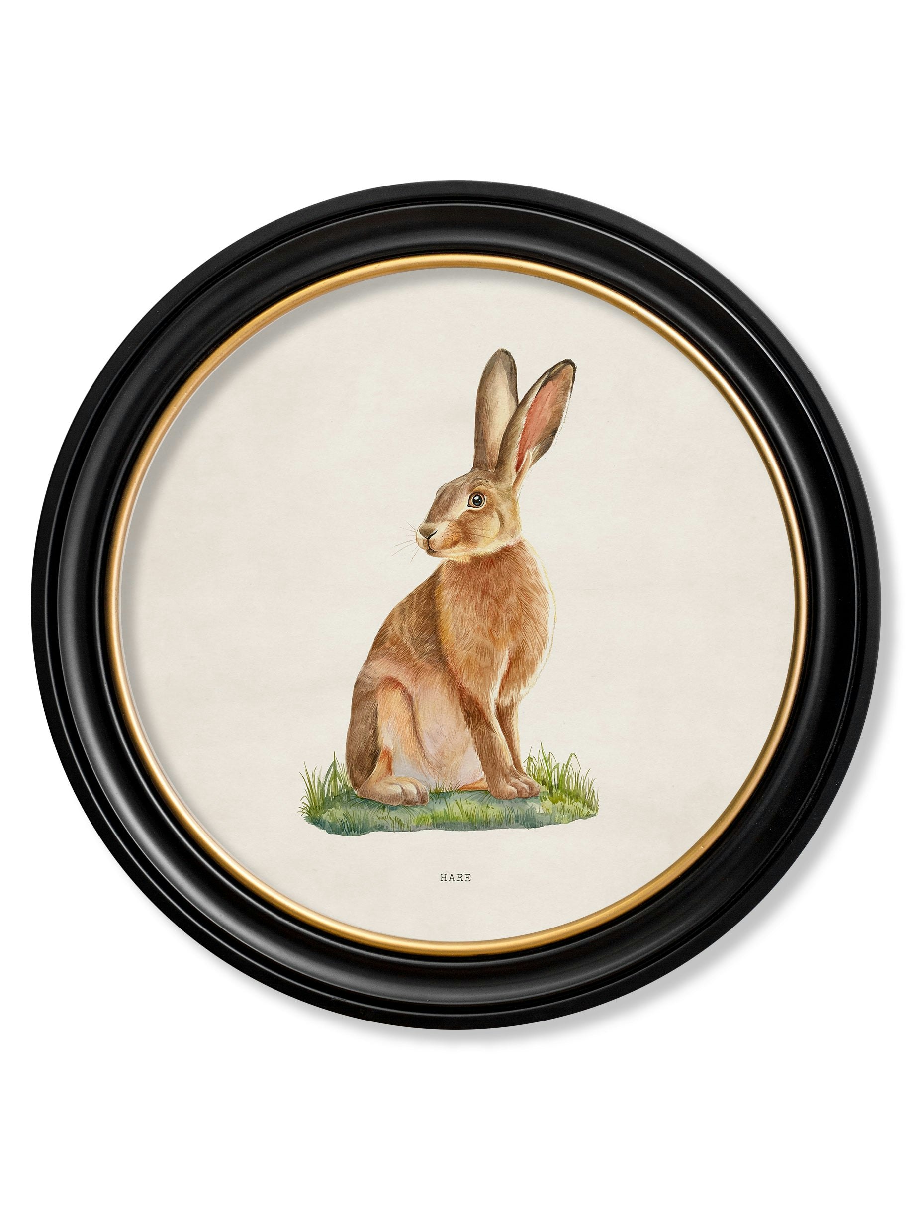 Exceptional Art Hare - Round Frame - 70 X 70Cm - Oxford Round