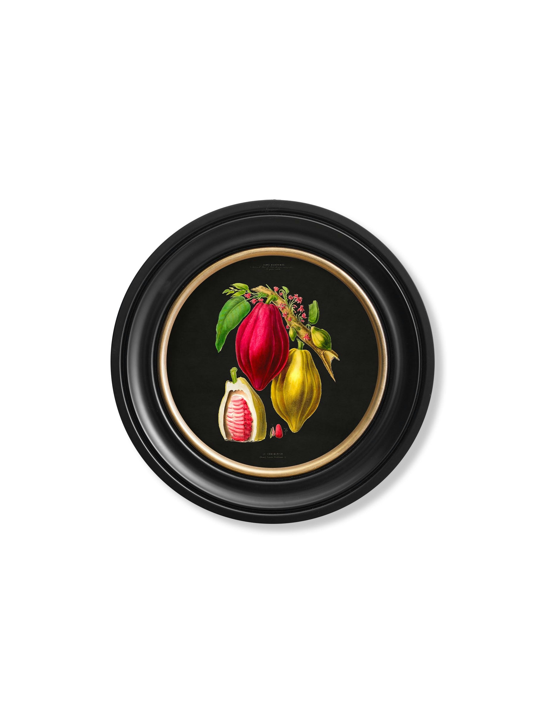 Rackhams Black C.1843 Chocolate Plant - Round Frame - 44 X 44Cm - Oxford Round