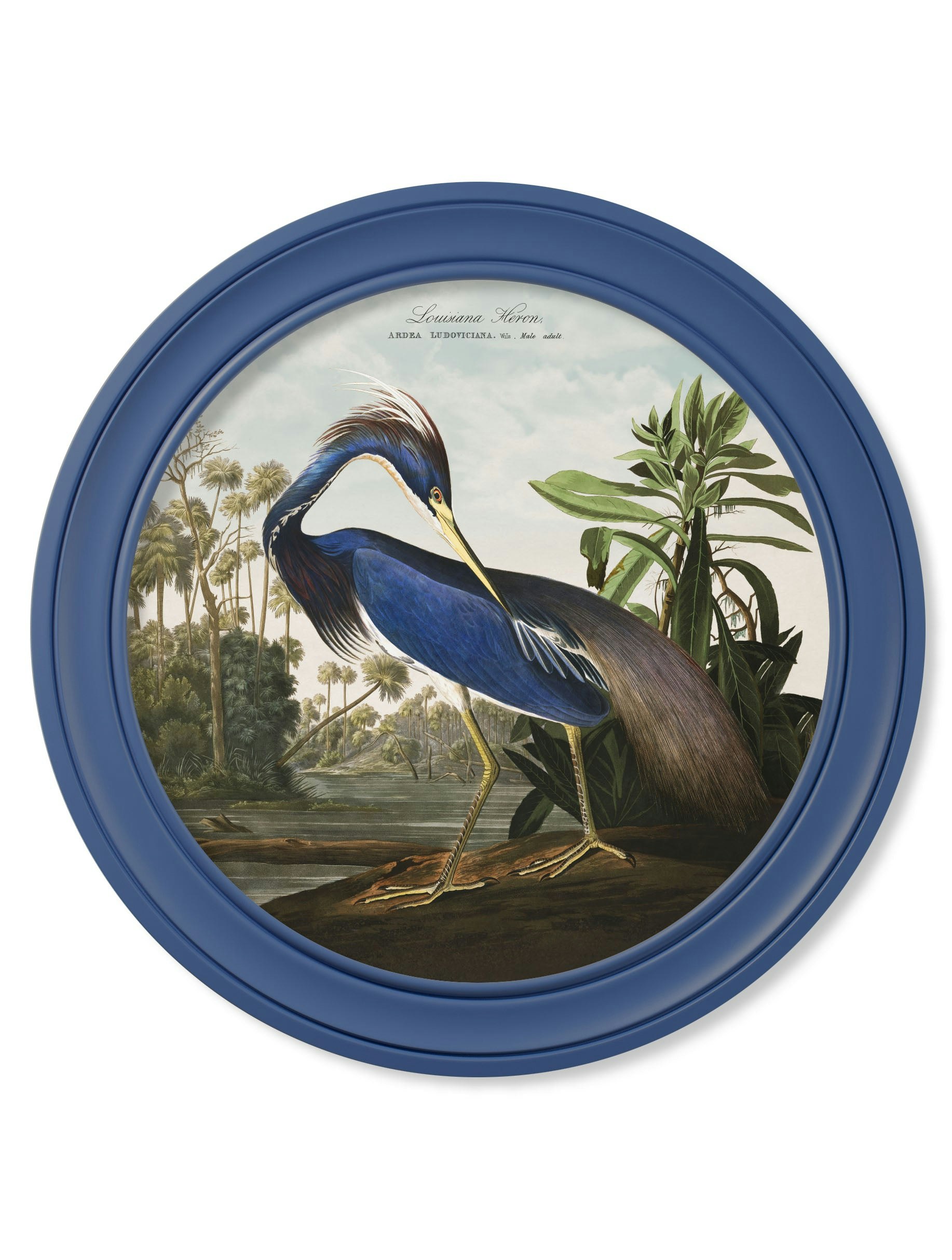 Rackhams Blue C.1838 Audubon's Louisana Heron In Frame - 96 X 96Cm - Oxford Round