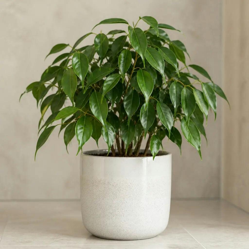 Green/White Ficus Danielle Weeping Fig 5L – Glossy Indoor Houseplant - Stoneware Pot