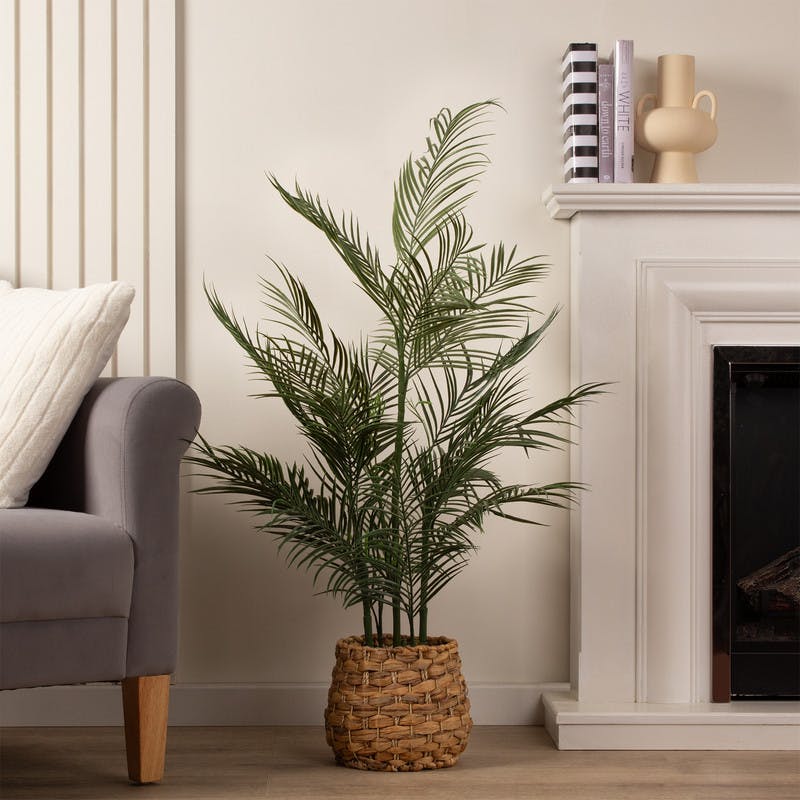 Scottish Everlastings Green 100Cm Palm In Basket