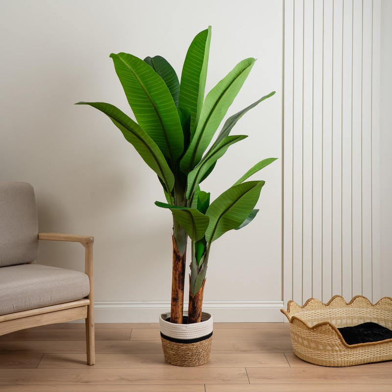 Scottish Everlastings Green 160Cm Real Touch Banana Tree