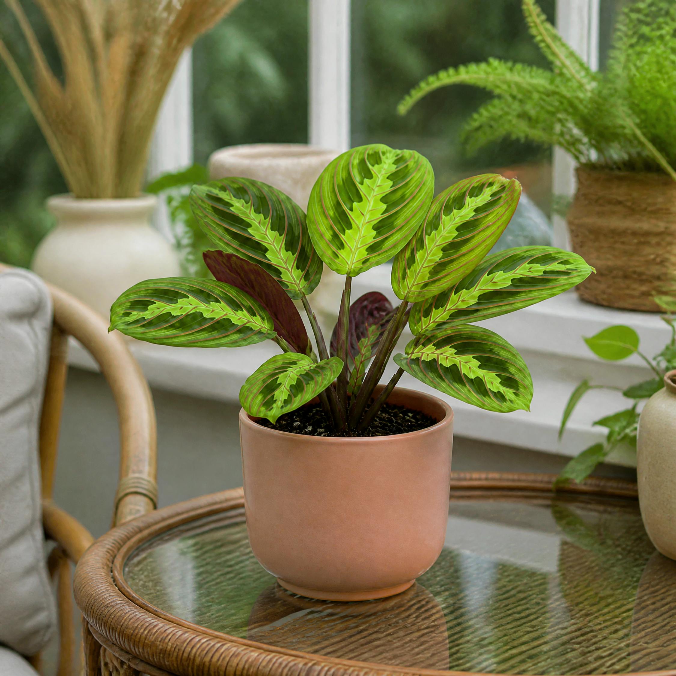 - Maranta Lemon Lime Prayer Plant 12Cm Pot In Matt Pink Ceramic Pot - Image 2
