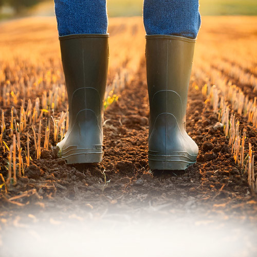 Wellies