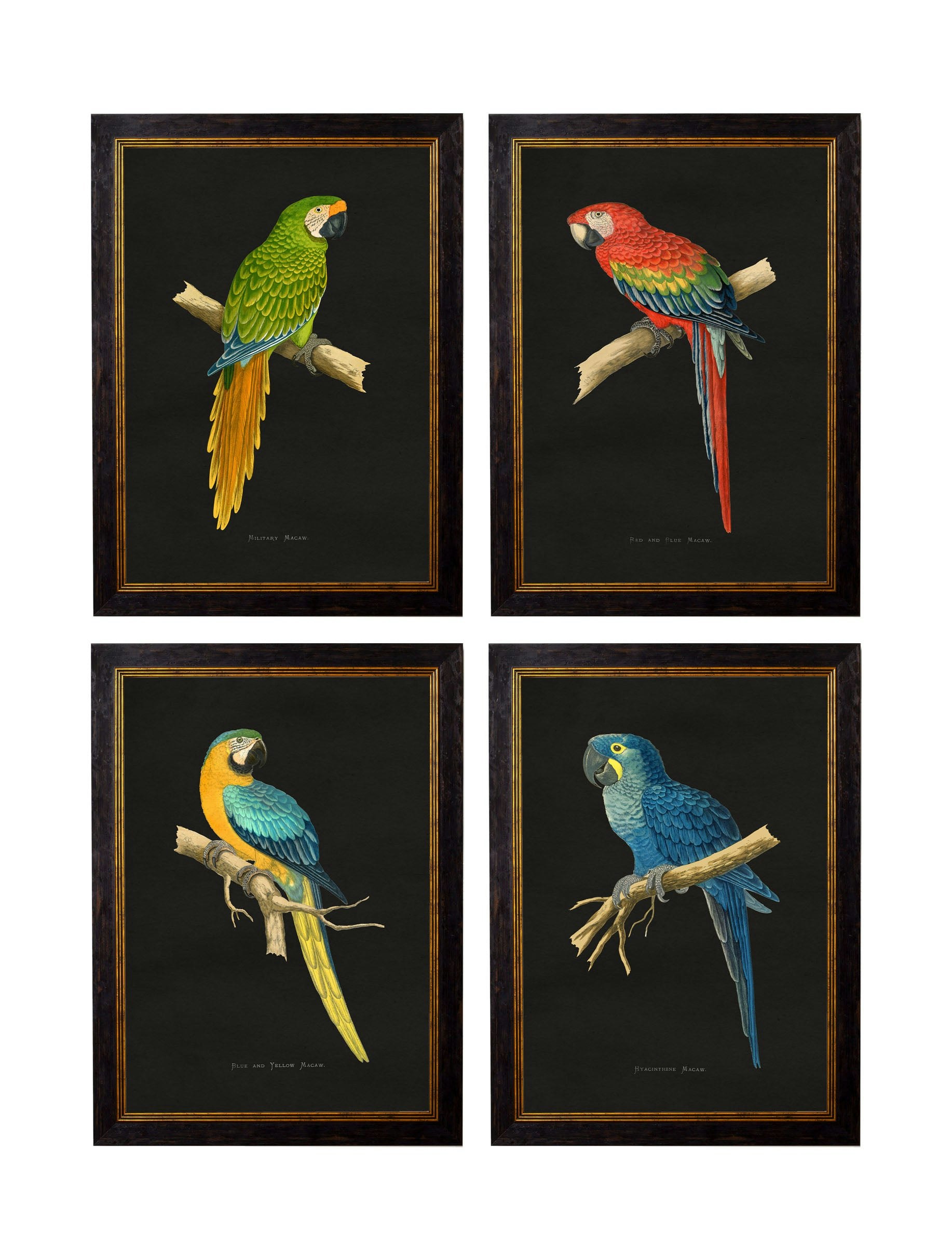Rackhams Dark/Black C.1884 Macaws - Background - 38 X 50Cm - Collection Of 4