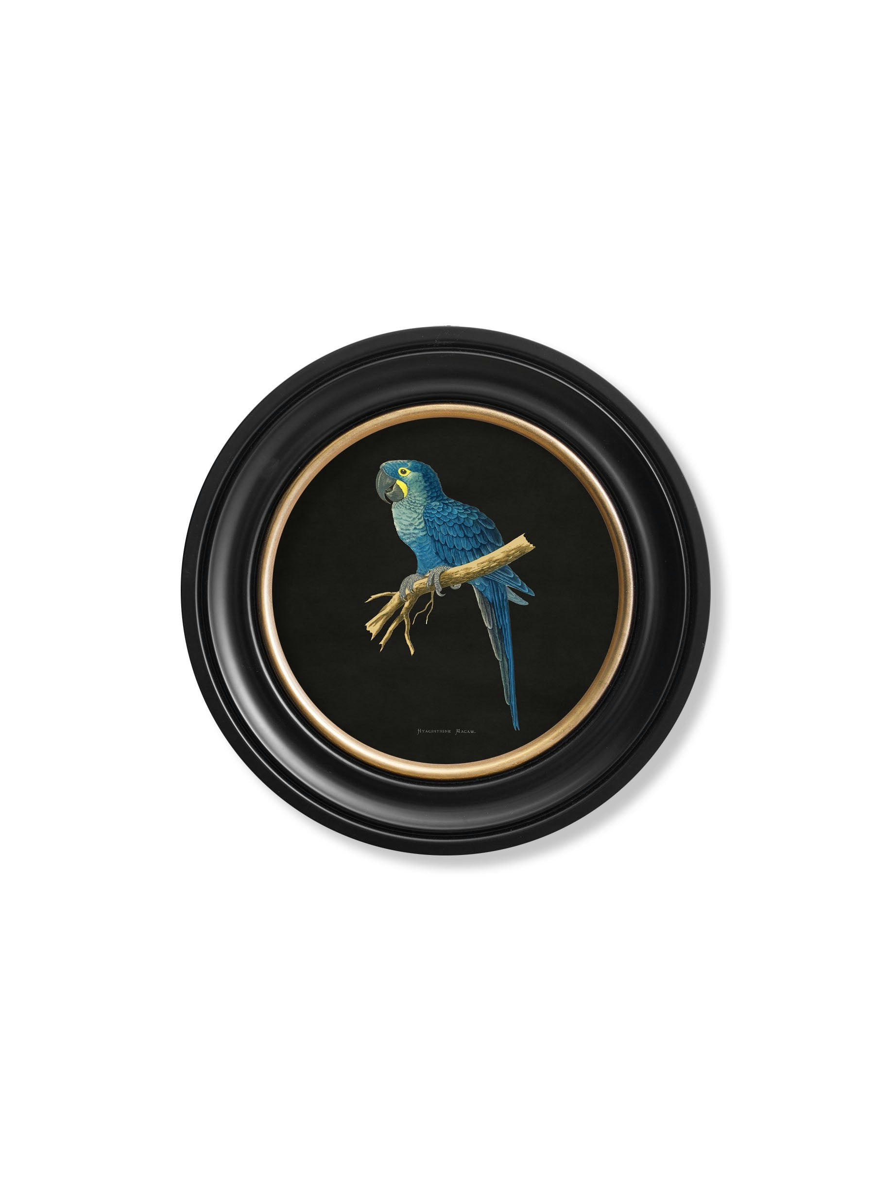 Rackhams Black C.1884 Collection Of Macaws In Round Frames - 44 X 44Cm - Hyacinthe Macaw