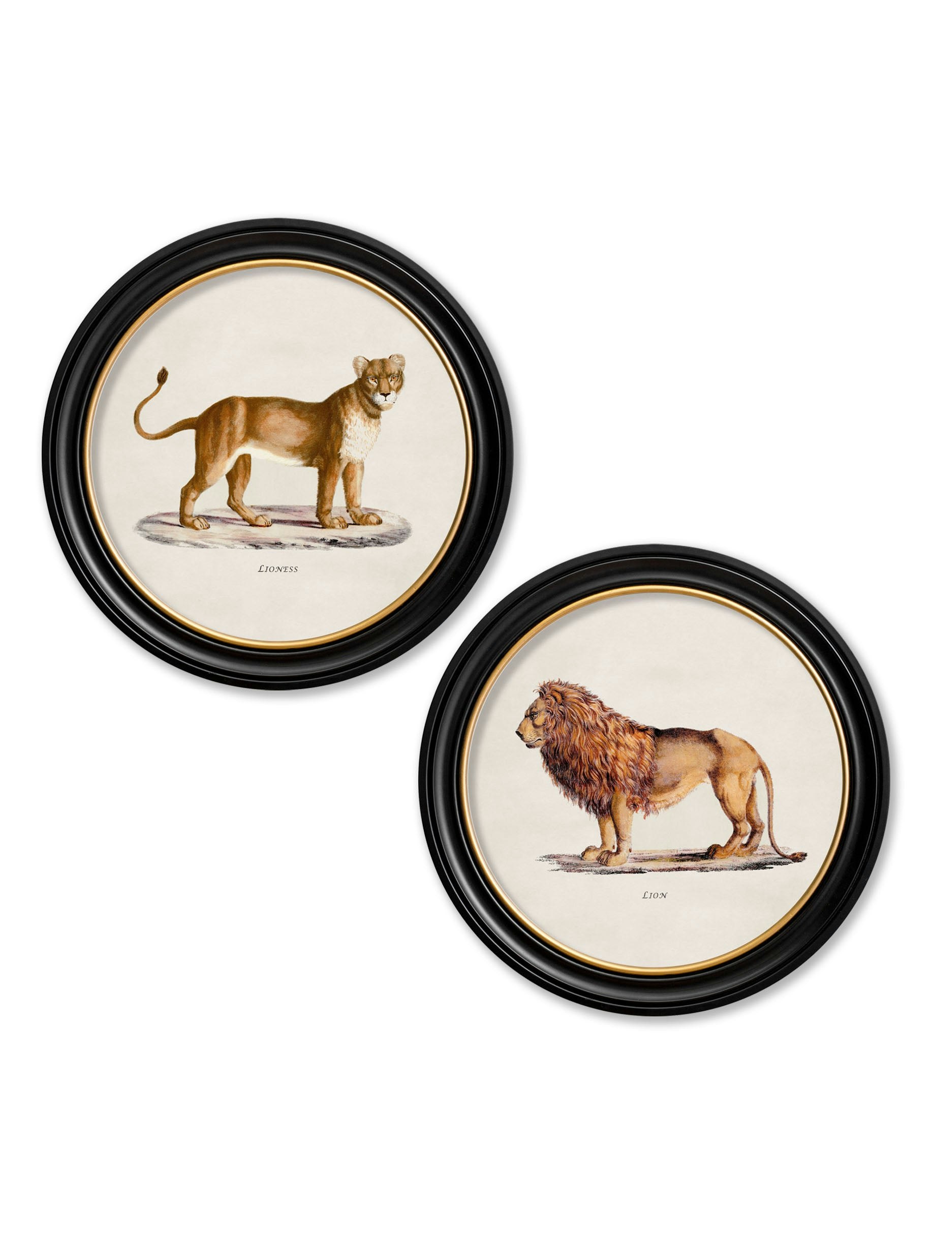 Rackhams Black C.1800s Lion & Lioness - Round Frames - 44 X 44Cm - Set Of 2