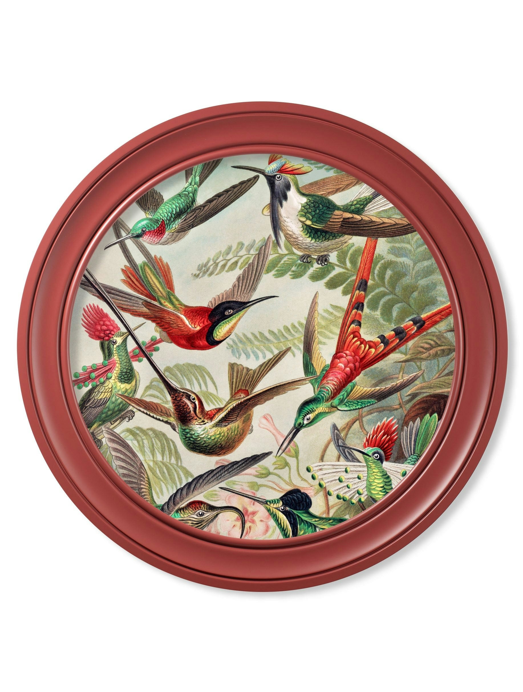 Rackhams Red C.1904 Haeckel Hummingbirds - Frame - 70 X 70Cm - Round Frame