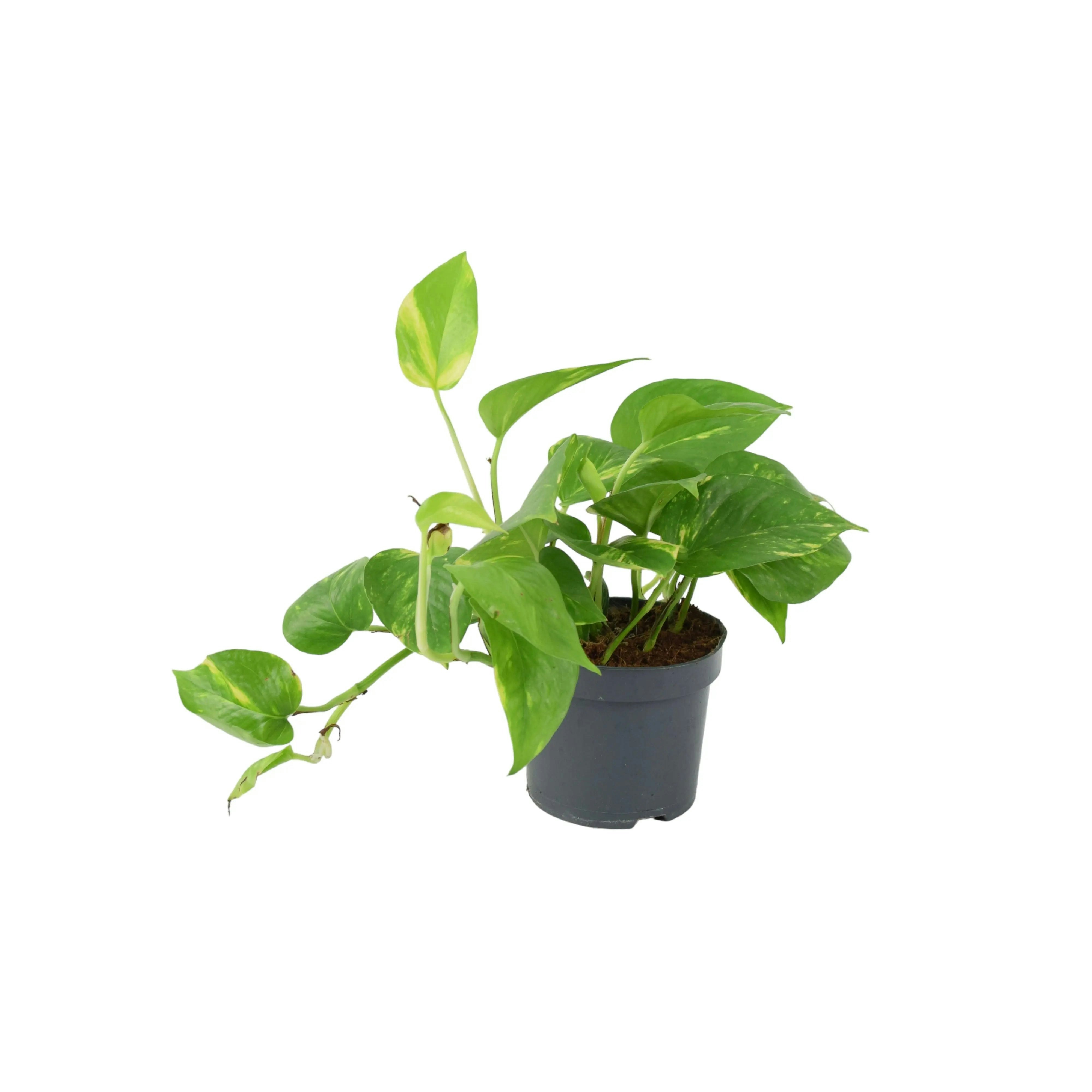 Plants By Post Golden Epipremnum Aureum – Pothos Devil’s Ivy Houseplant In 12Cm Pot - No Container