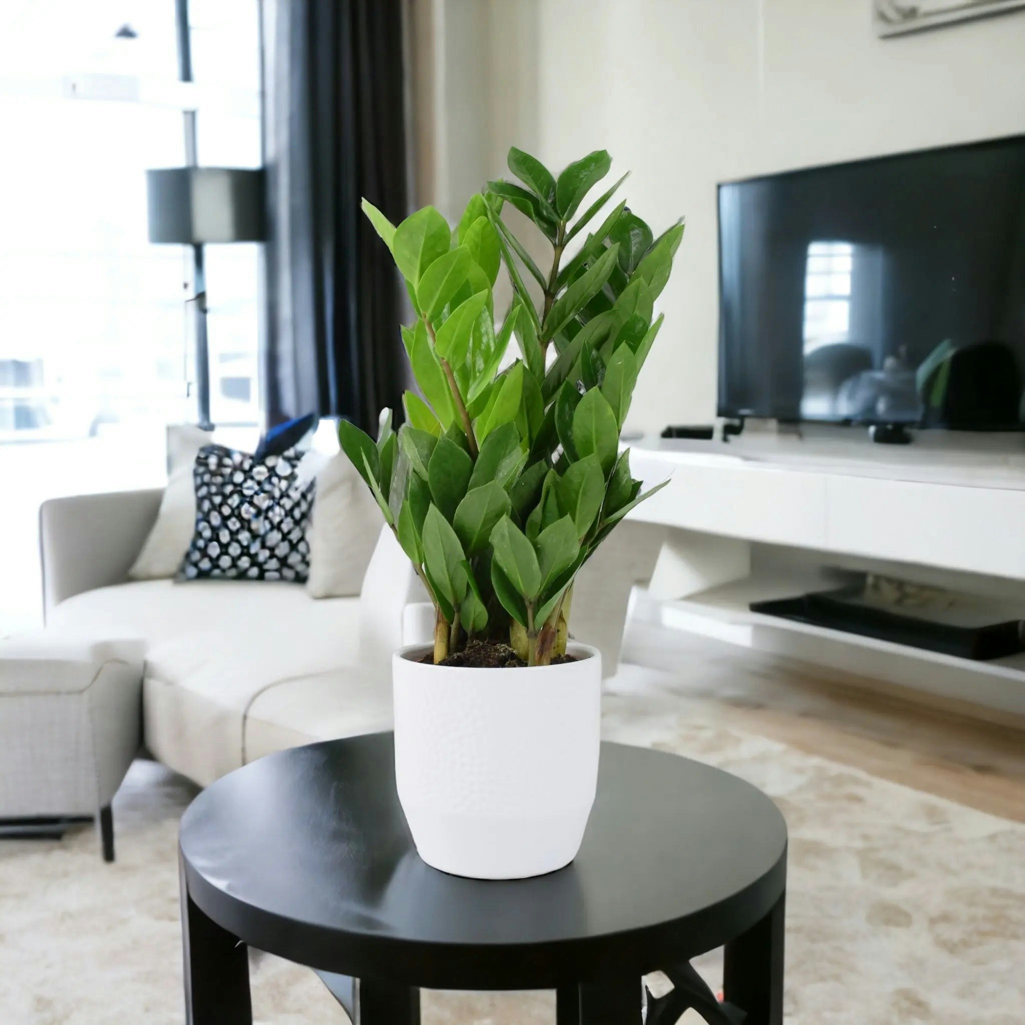 Plants By Post White Zamioculcas Zanzibar Gem In 12Cm Pot - Ultra Tough Air Purifying Houseplant - Ceramic Ewi Dot