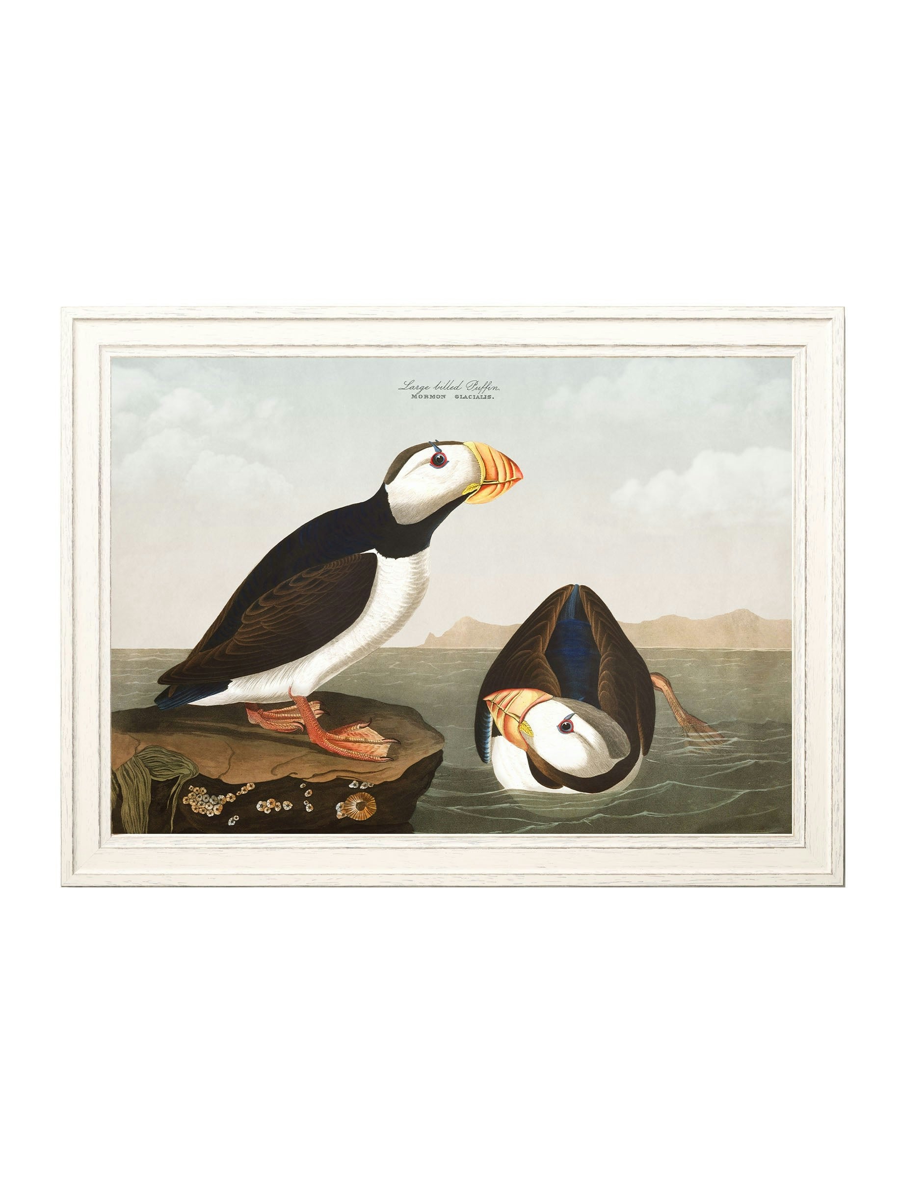 Rackhams Black C.1838 Audubon's Puffins - 95 X 135Cm - Large Billed Puffin