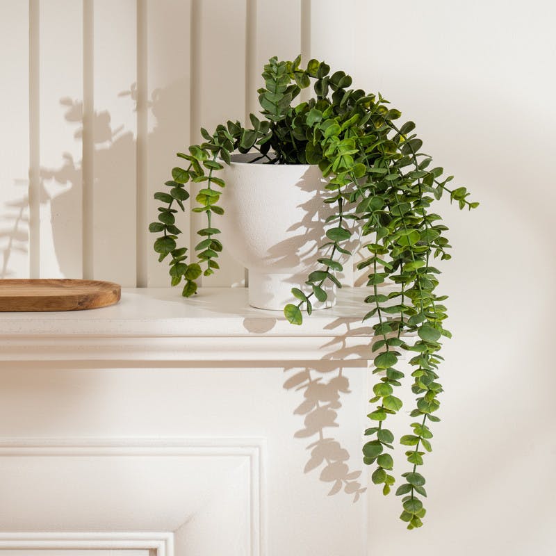 Scottish Everlastings Green/White 40Cm Trailing Eucalyptus In Rustic Footed Pot