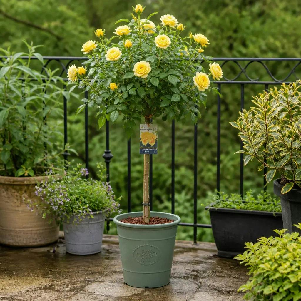Yellow/Grey 7.5L Standard Rose Tree 100-110Cm - Elegant Flowering Garden Rose Plant - Olive Planter