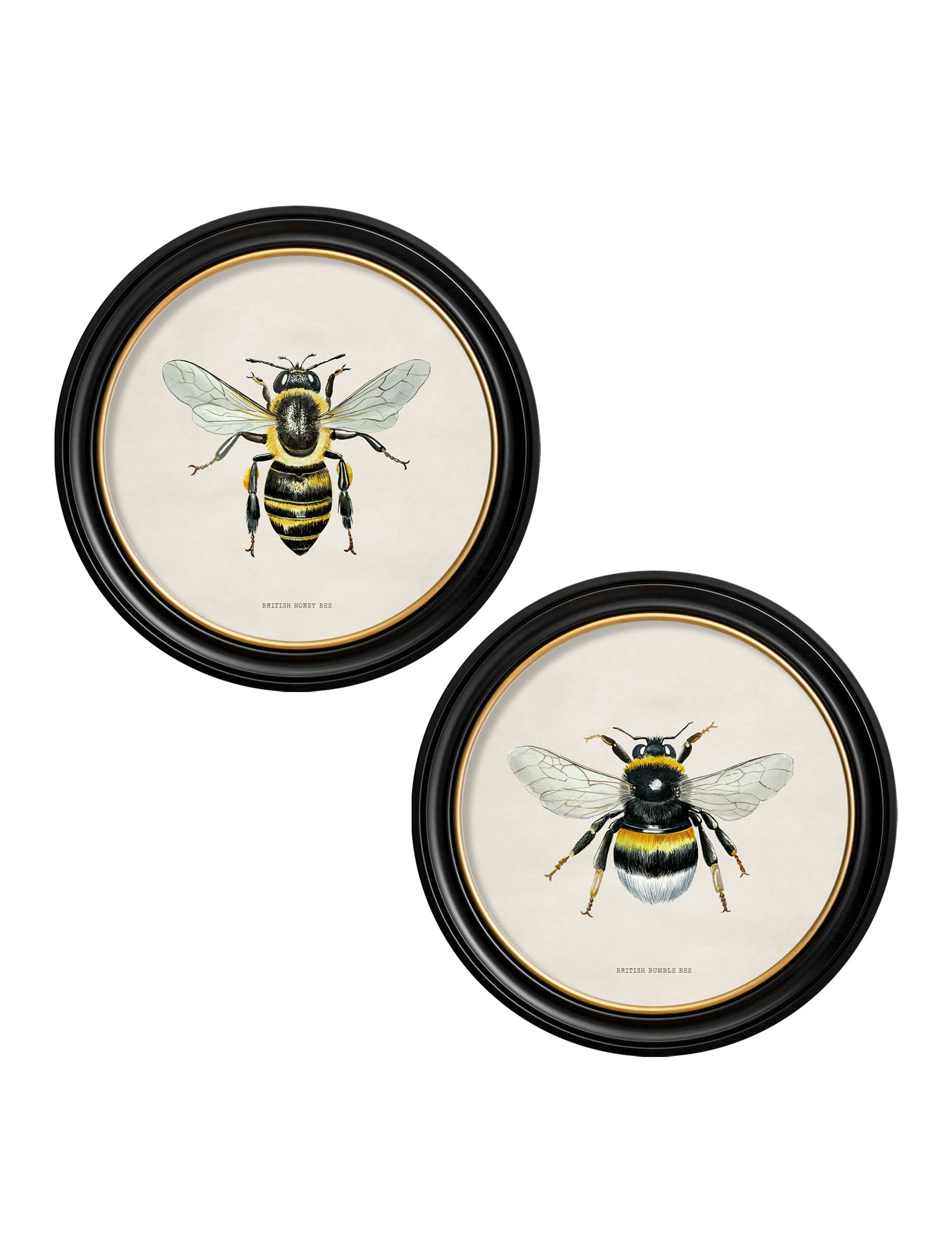 Exceptional Art Black C1892 British Bees Round Frame - 70 X 70Cm - Collection Of 2