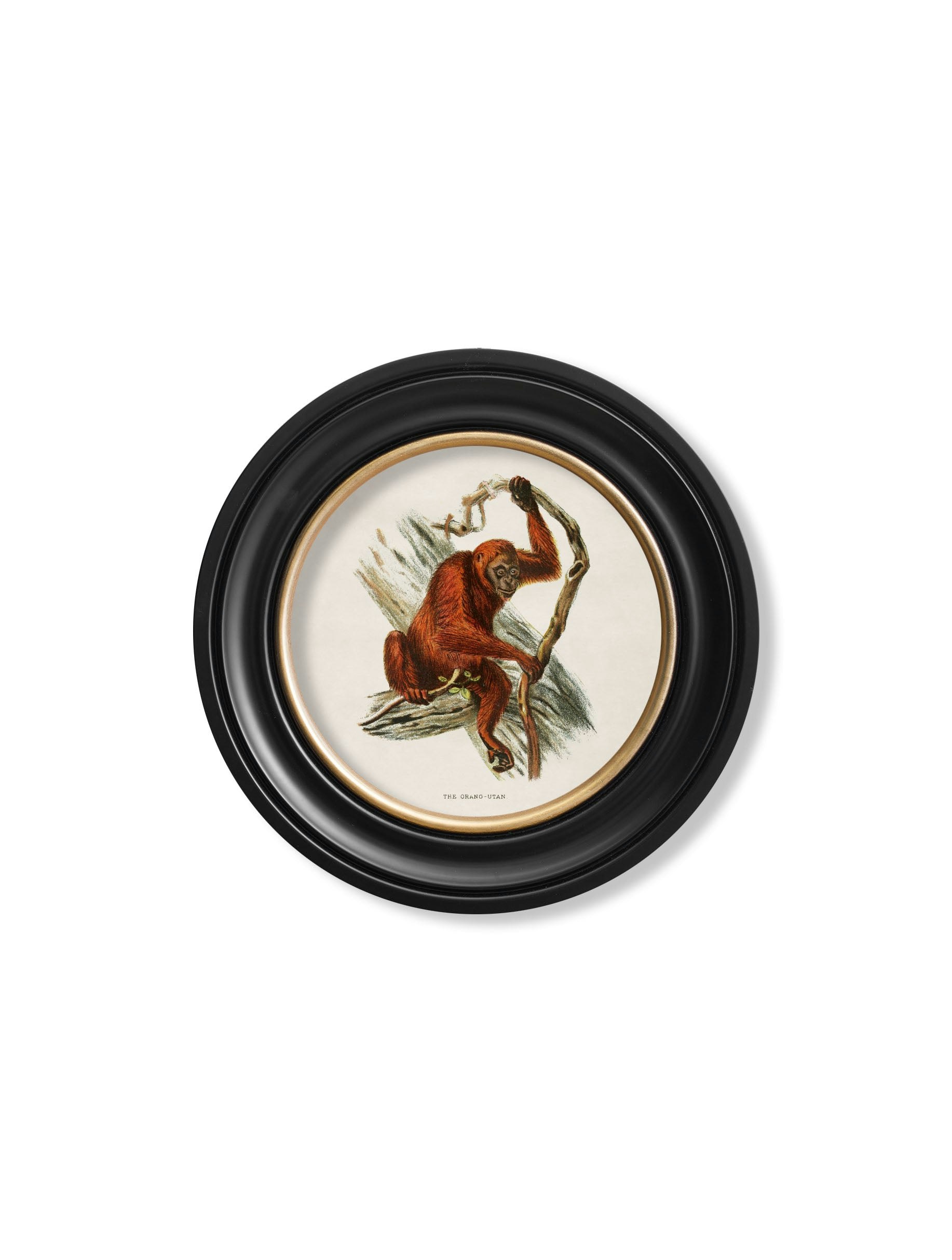 Rackhams Black C.1910 Collection Of Primates In Round Frames - 44 X 44Cm - Orangutan